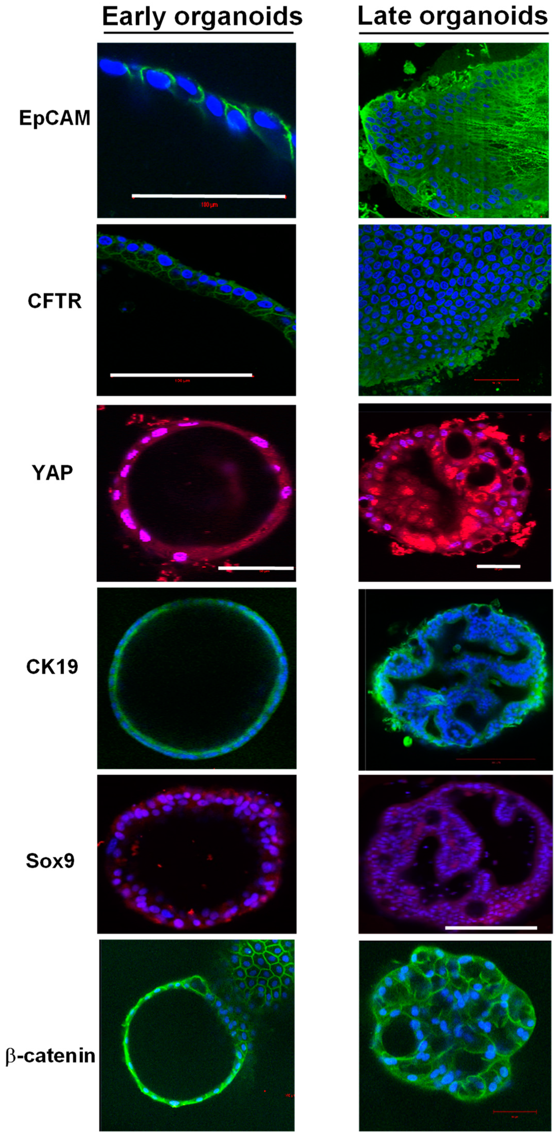 Cells 11 03797 g006 Cells 11 03797 g006