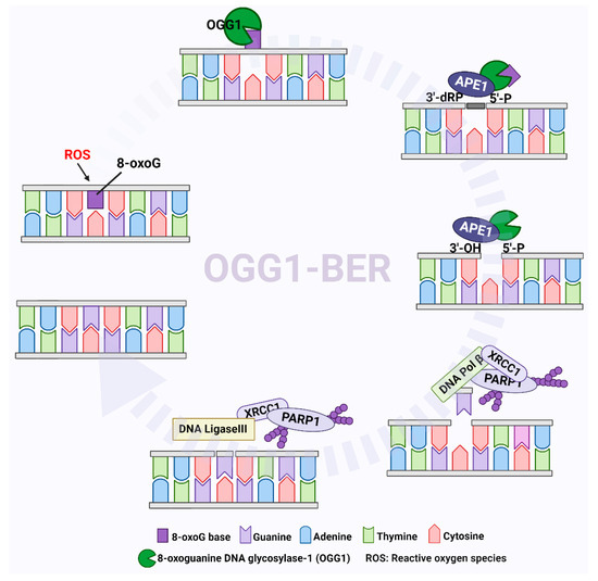 The Role of 8-oxoG Repair Systems in Tumorigenesis and