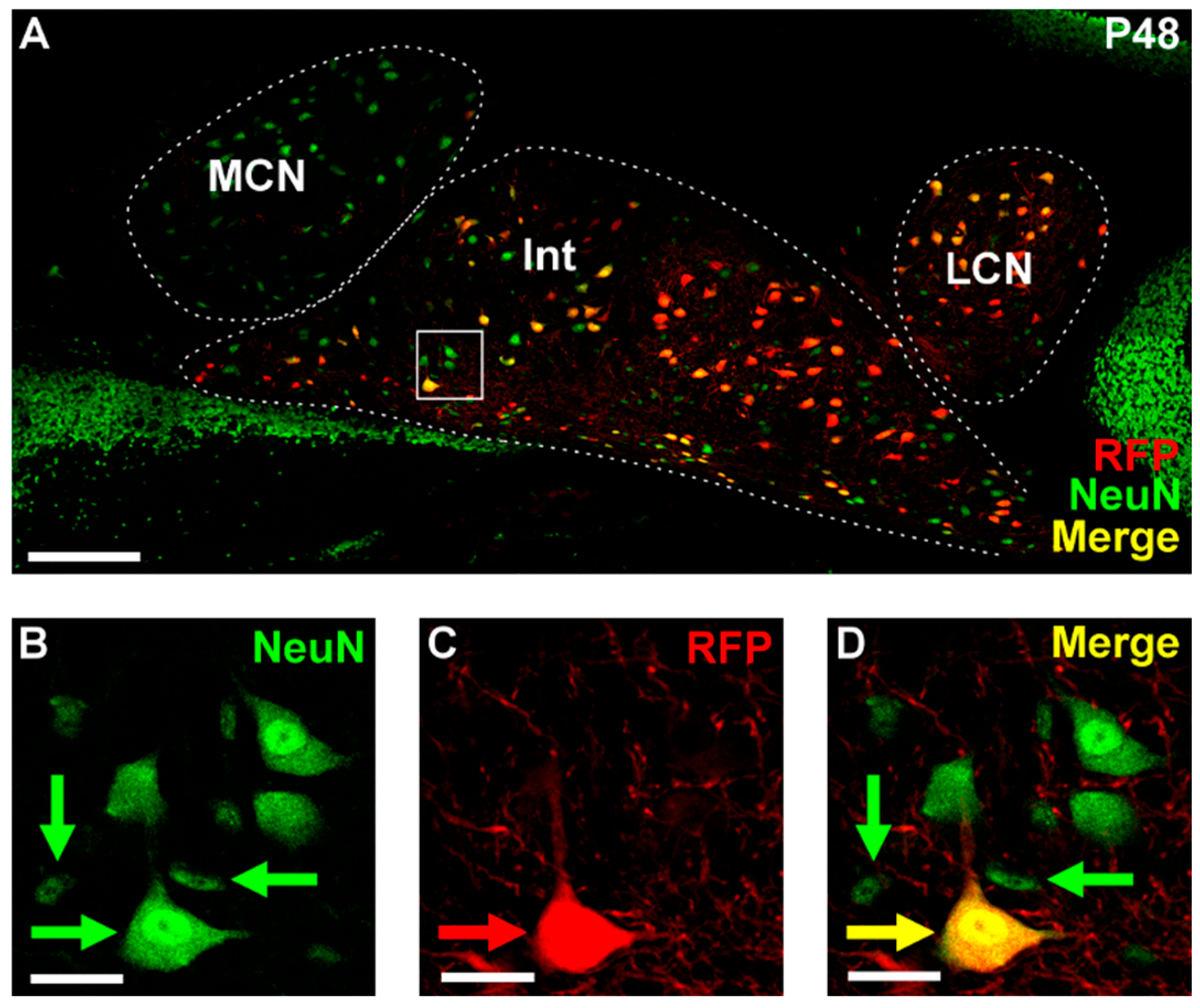Cells 11 03800 g001 Cells 11 03800 g001