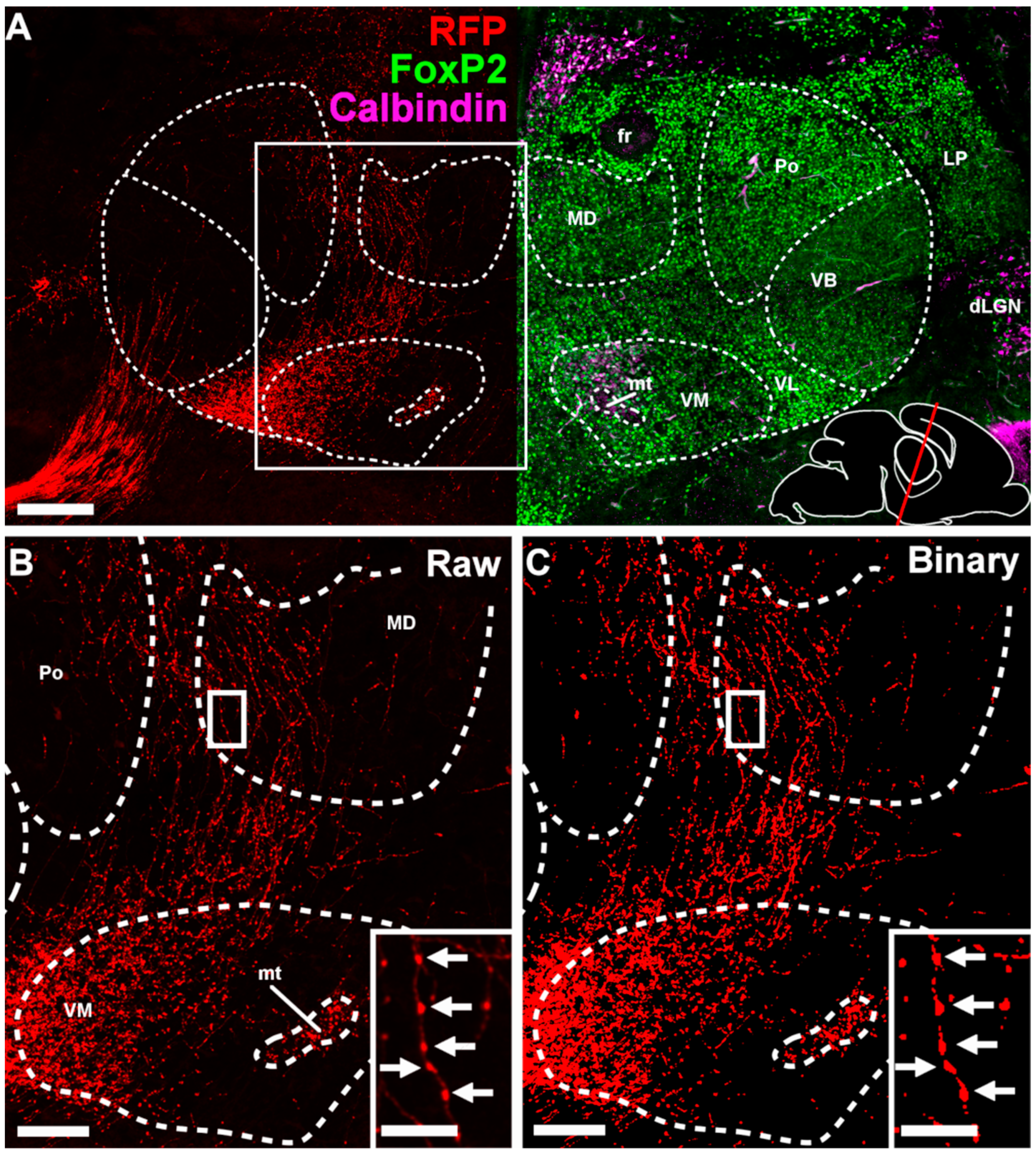 Cells 11 03800 g004 Cells 11 03800 g004