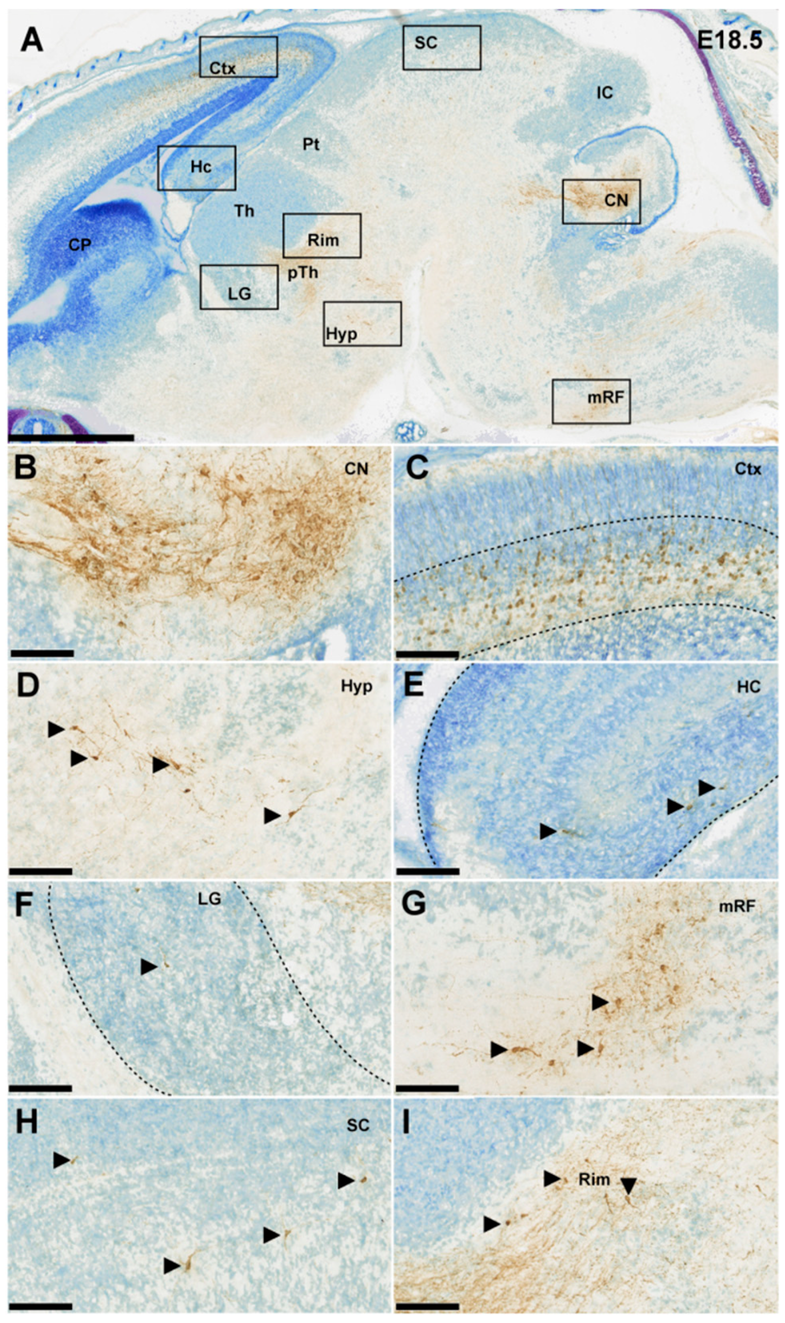 Cells 11 03800 g005 Cells 11 03800 g005