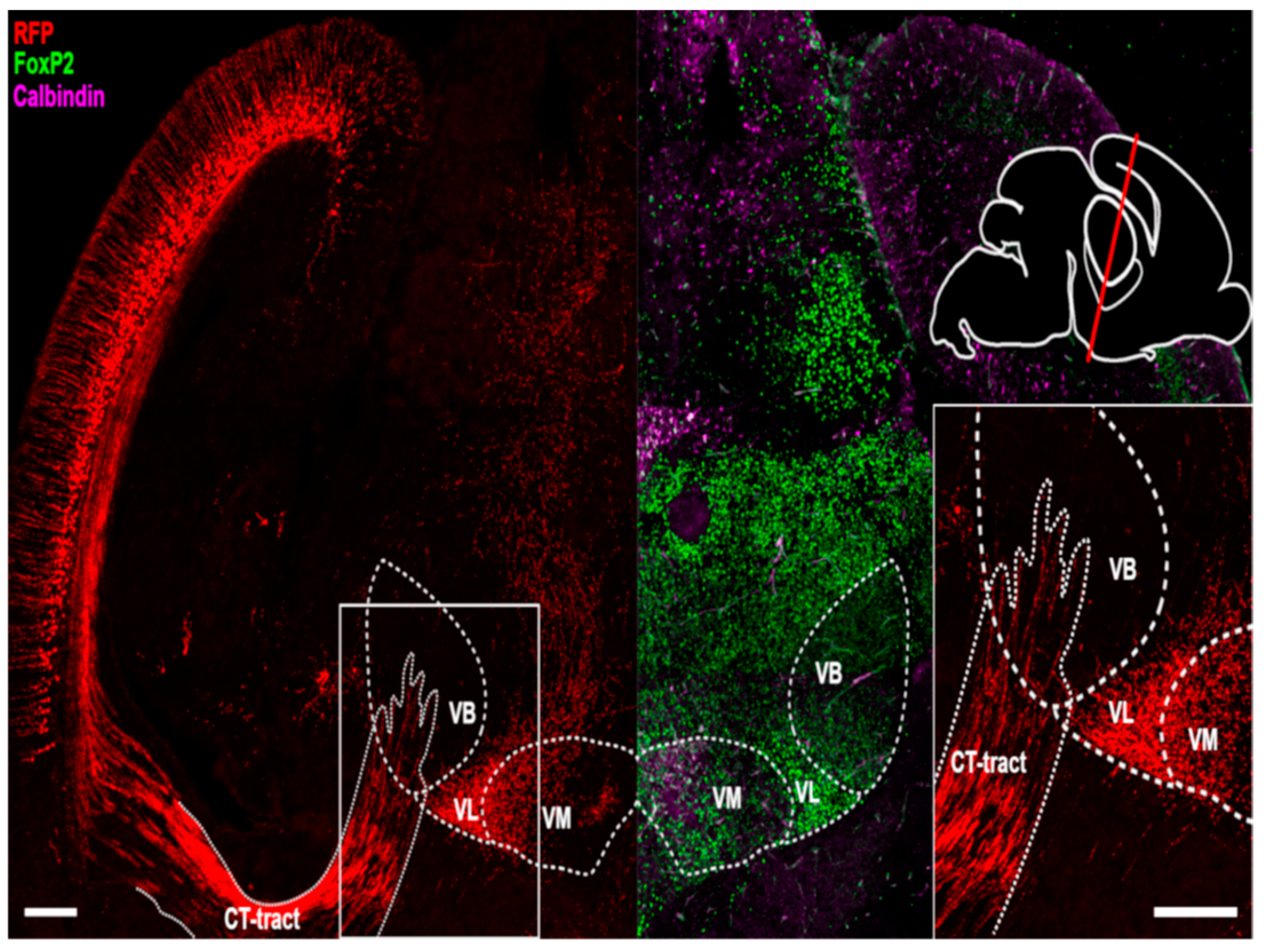 Cells 11 03800 g006 Cells 11 03800 g006