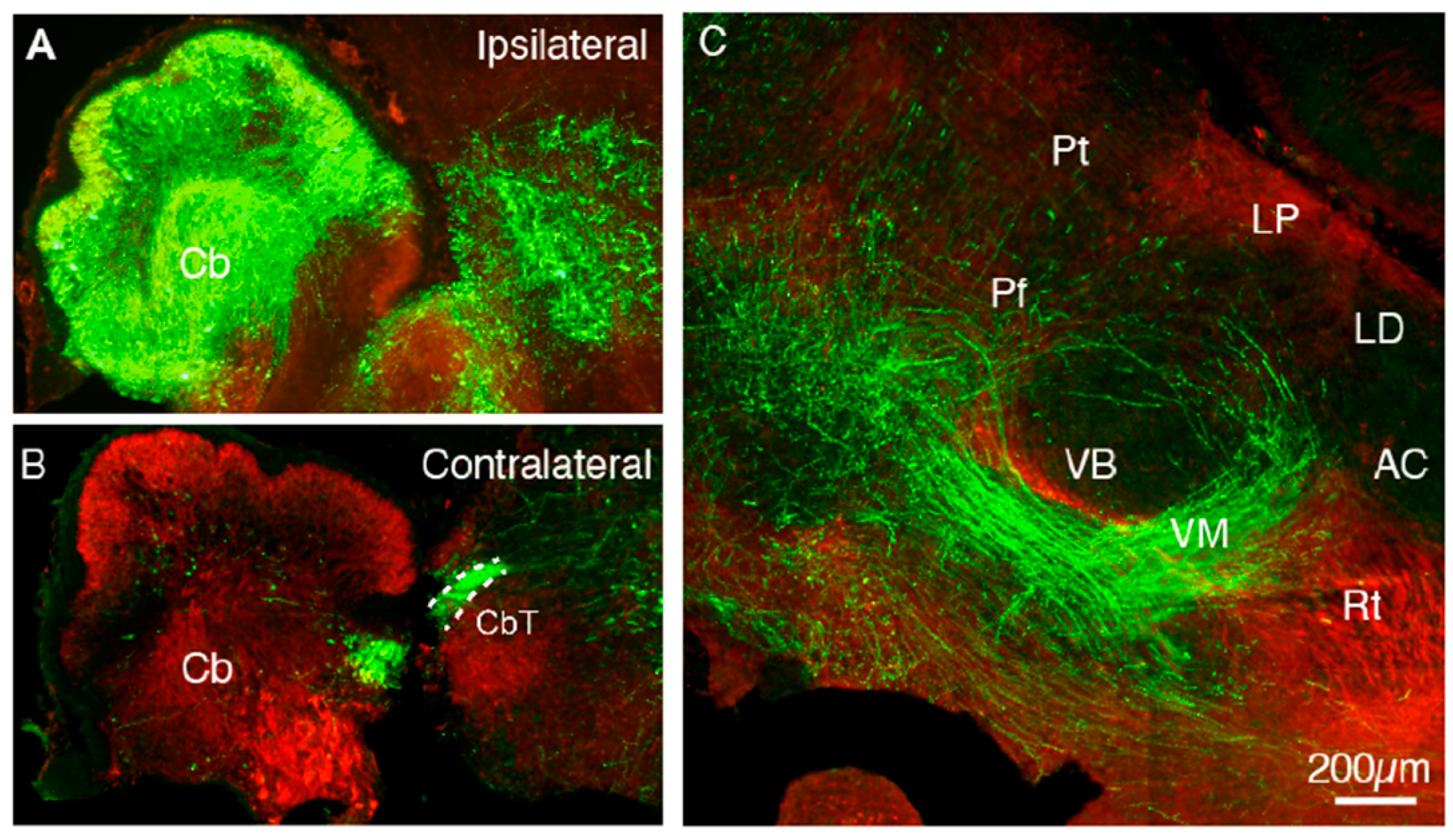 Cells 11 03800 g007 Cells 11 03800 g007