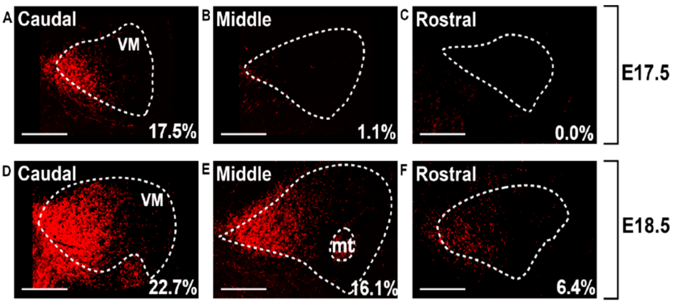 Cells 11 03800 g008 Cells 11 03800 g008