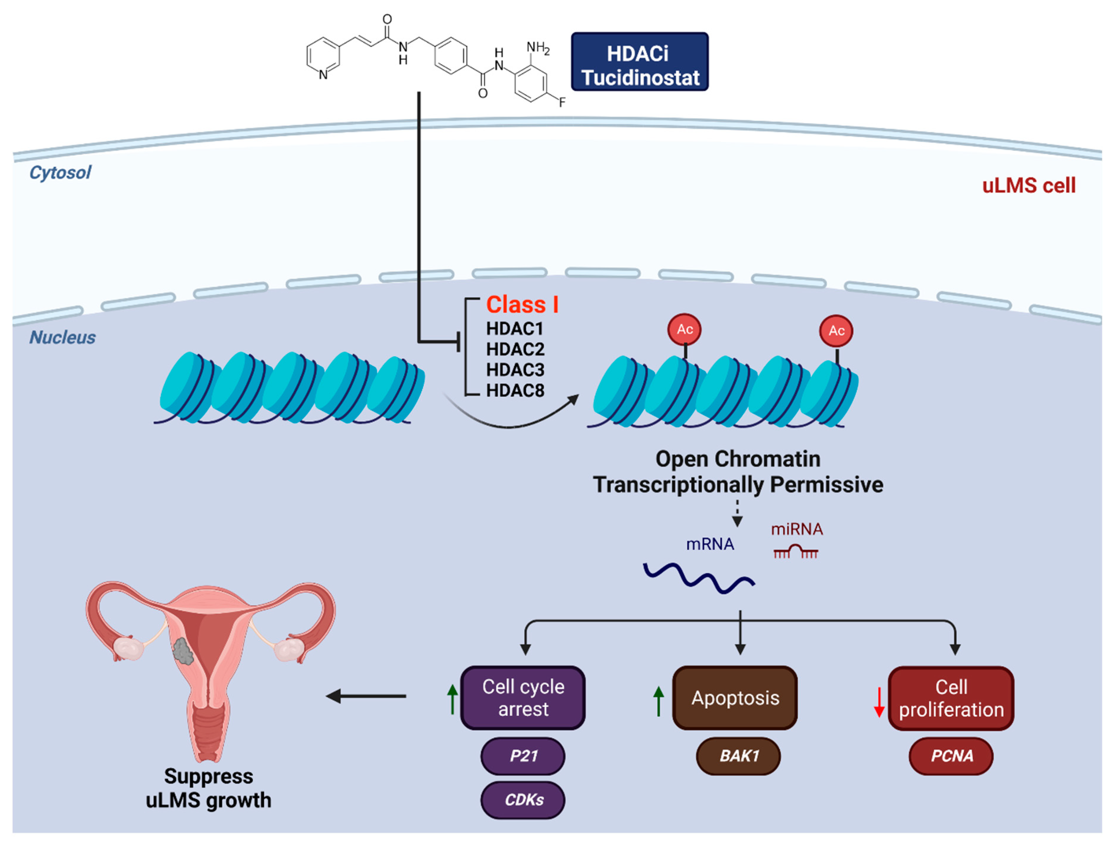 Cells 11 03801 g017 Cells 11 03801 g017