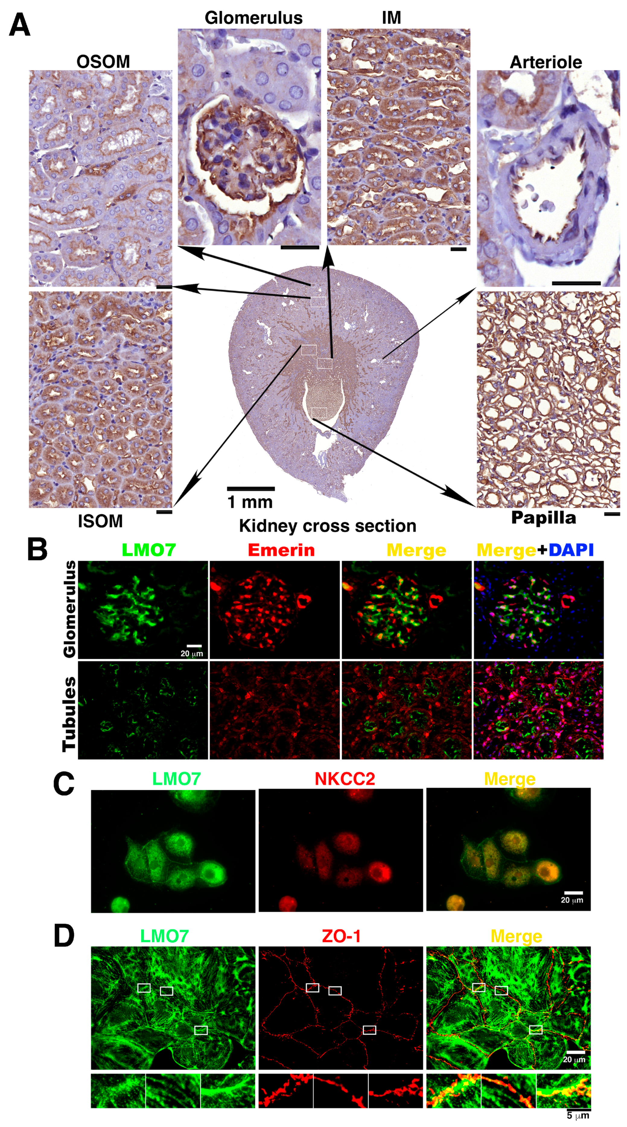 Cells 11 03805 g001 Cells 11 03805 g001