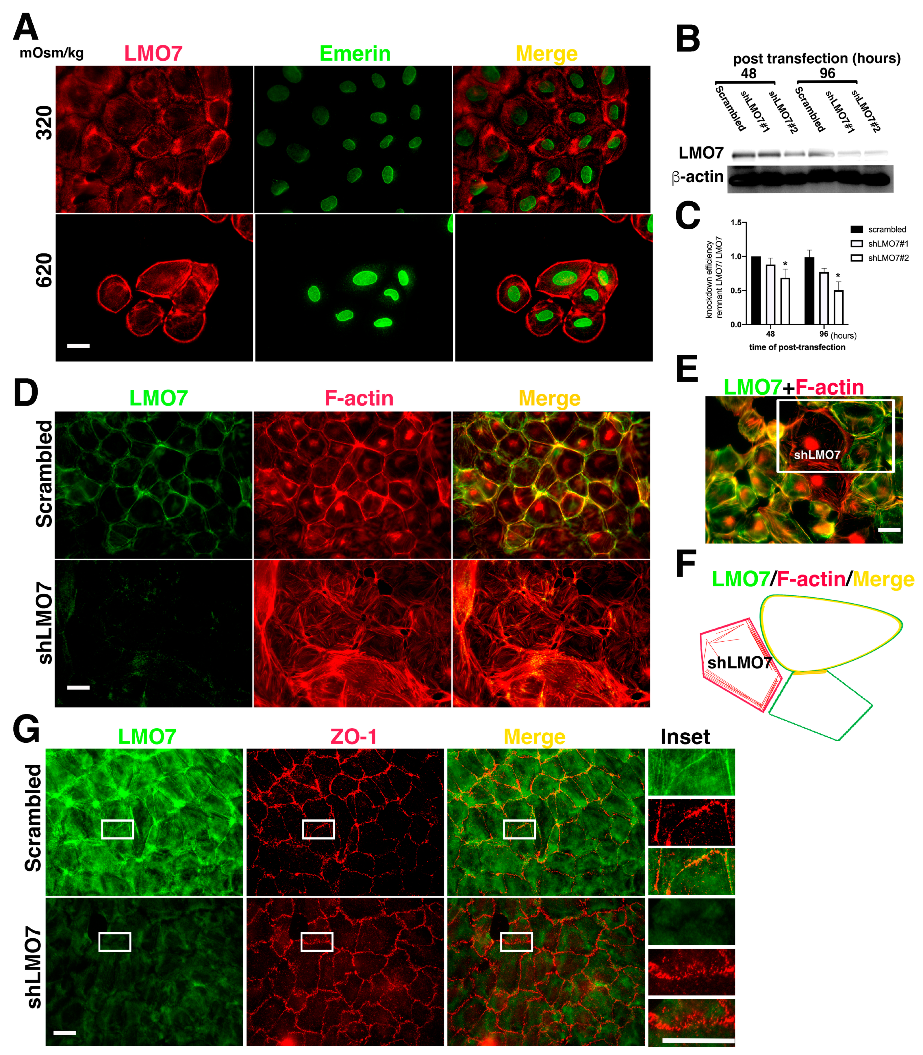 Cells 11 03805 g002 Cells 11 03805 g002