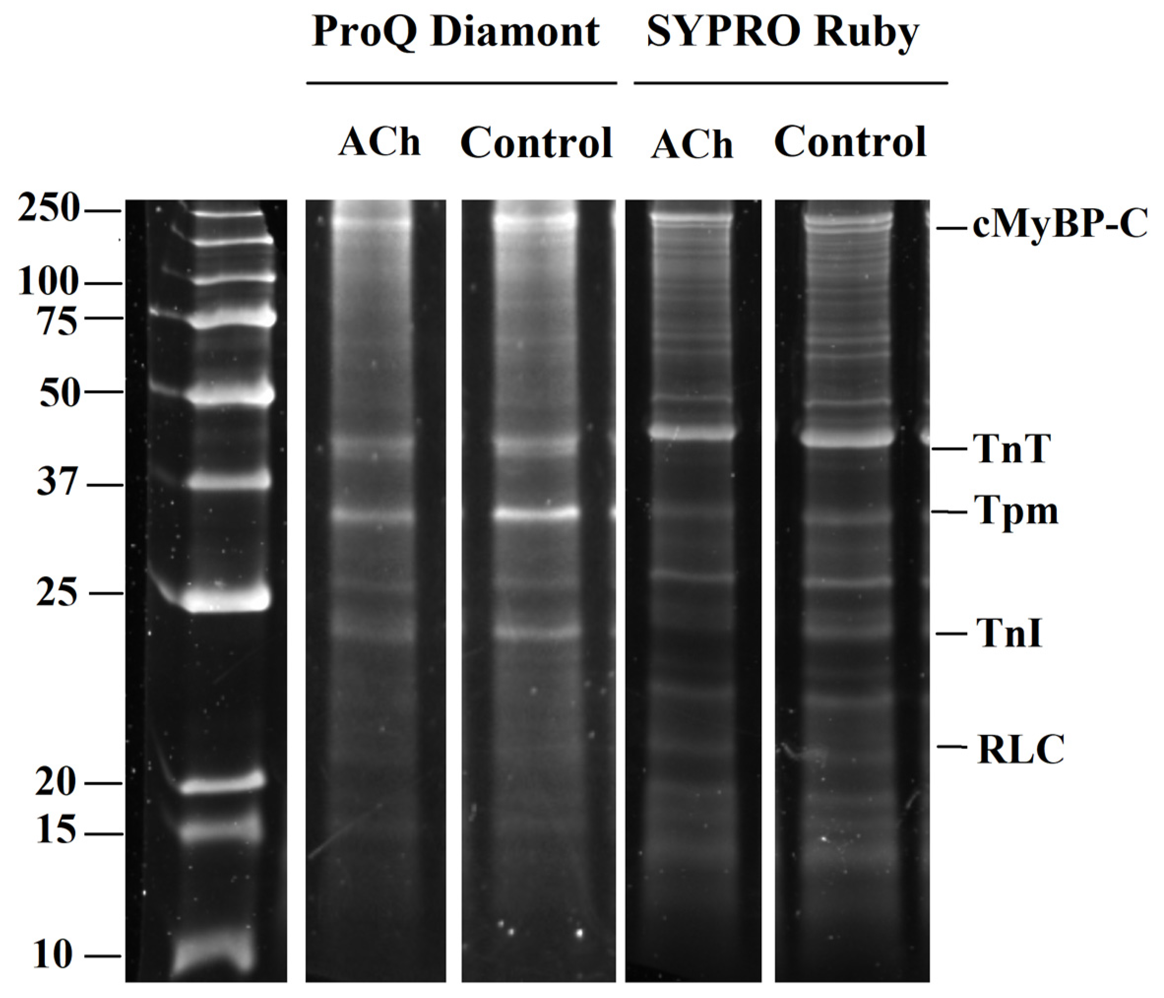 Cells 11 03809 g004 Cells 11 03809 g004