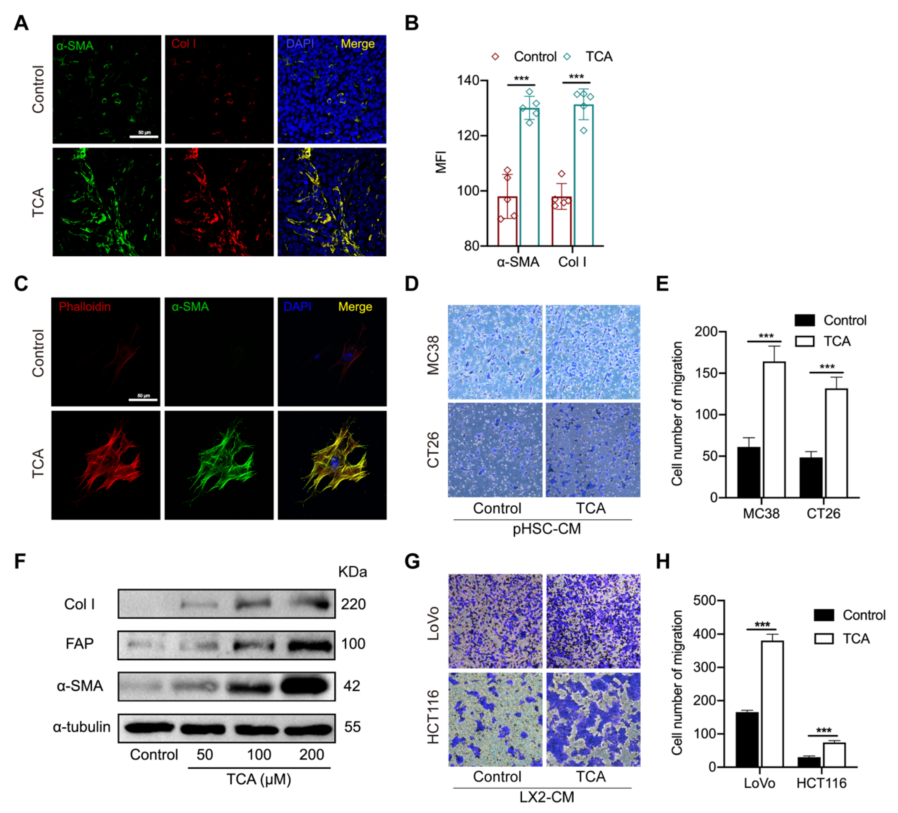 Cells 11 03810 g004 Cells 11 03810 g004
