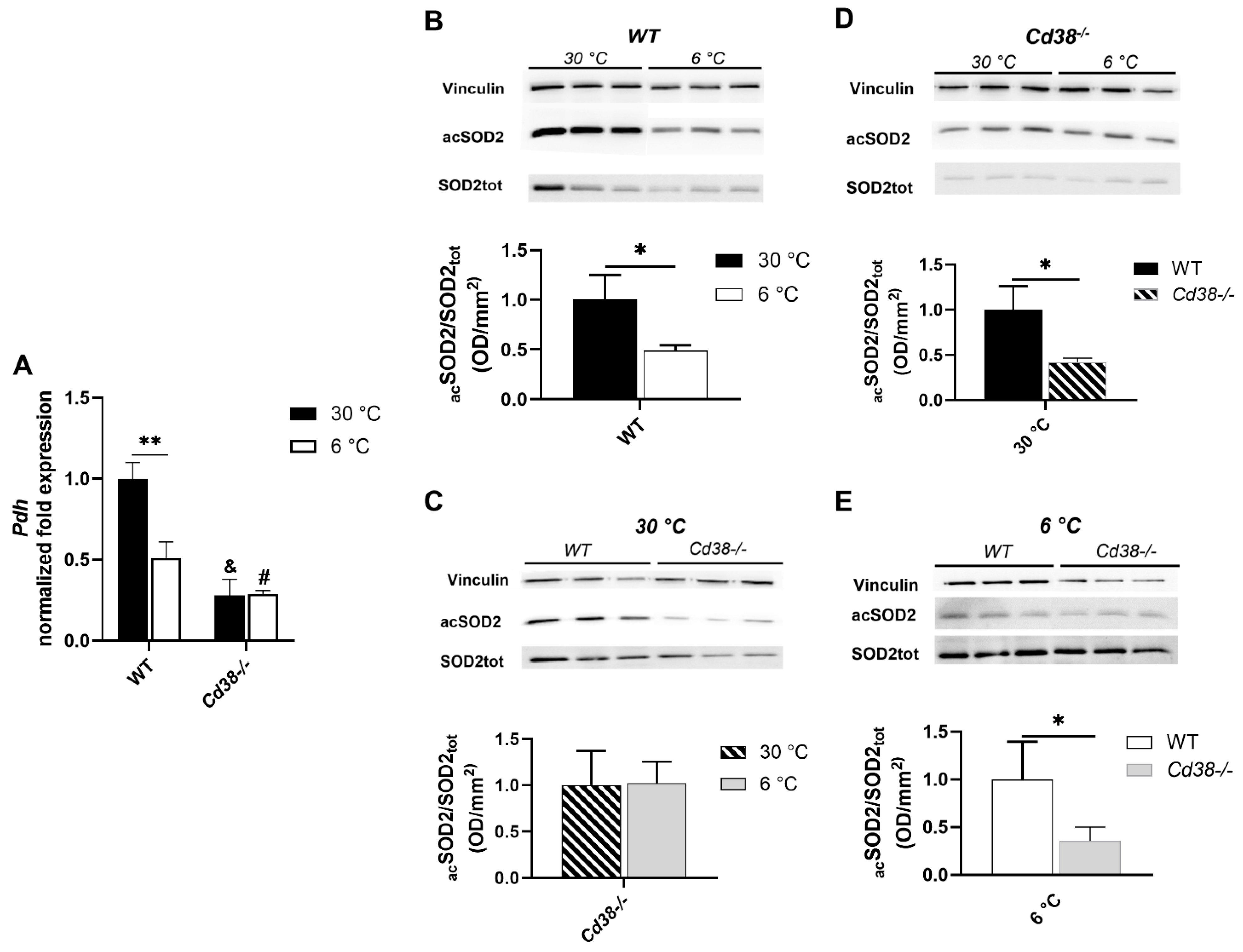 Cells 11 03812 g005 Cells 11 03812 g005