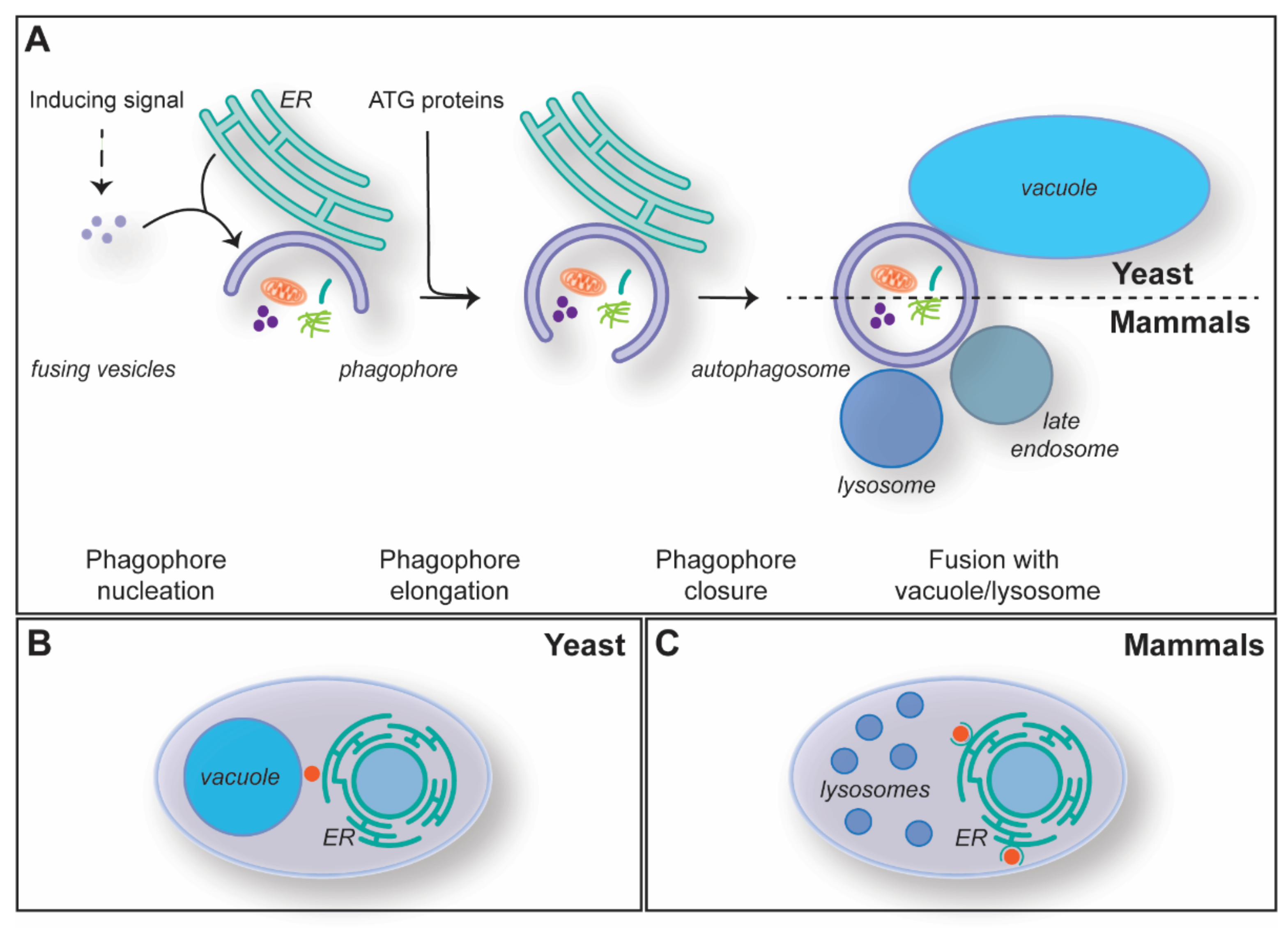 Cells 11 03813 g002 Cells 11 03813 g002