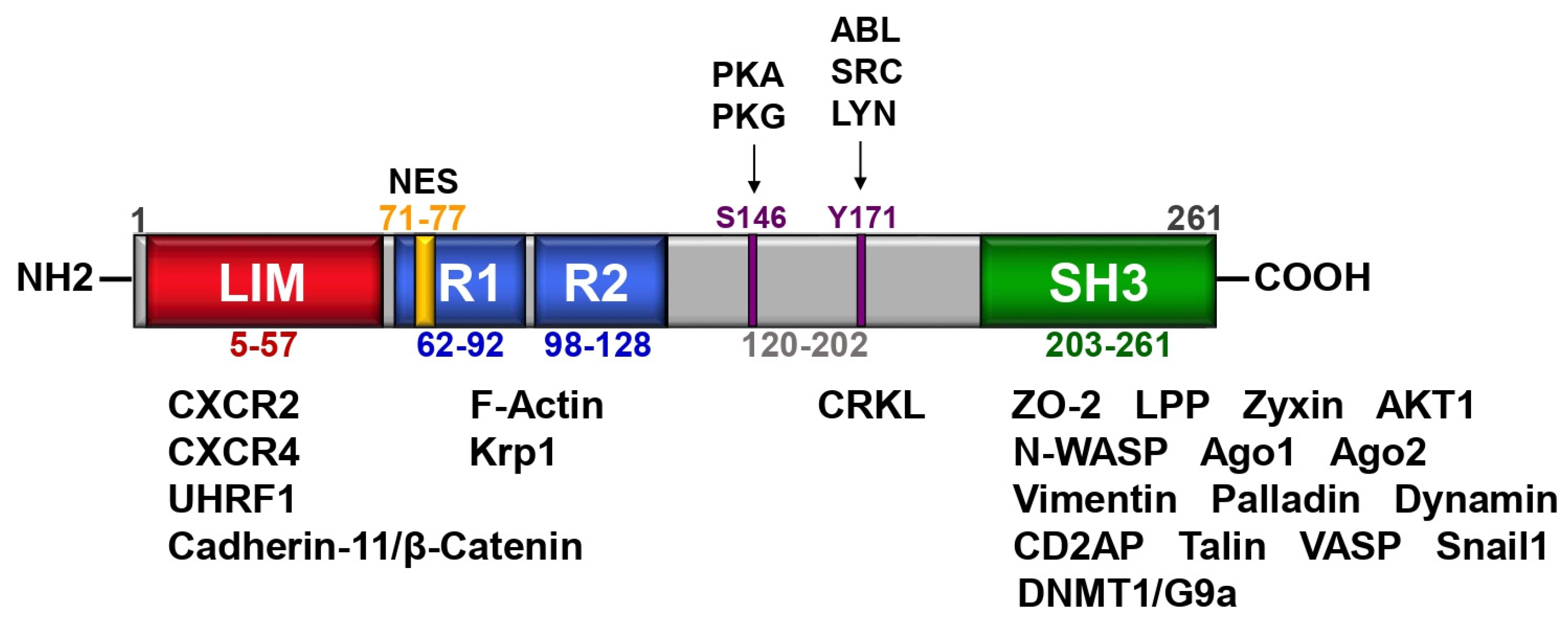 Cells 11 03817 g001 Cells 11 03817 g001