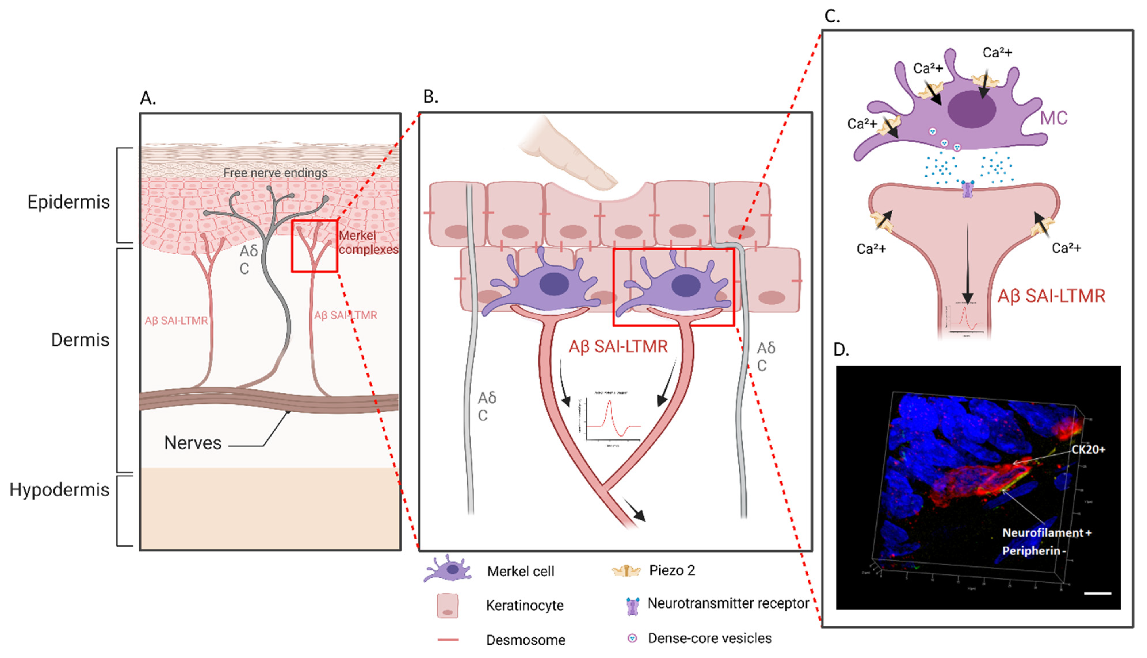 Cells 11 03827 g002 Cells 11 03827 g002