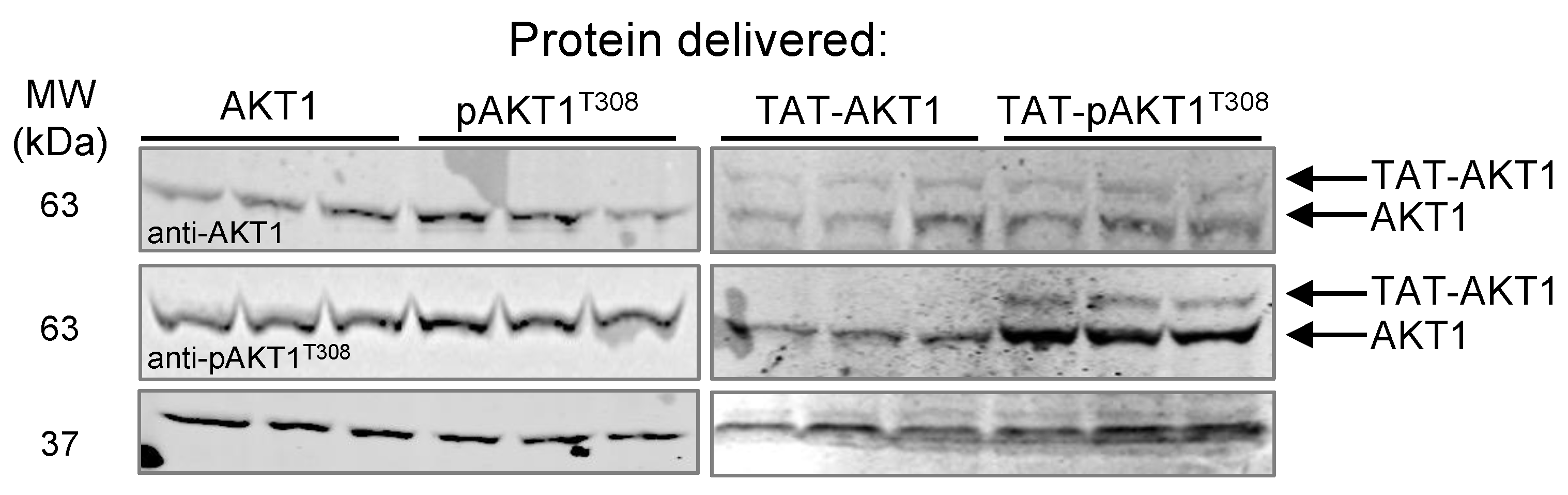 Cells | Free Full-Text | Delivery of Active AKT1 to Human Cells