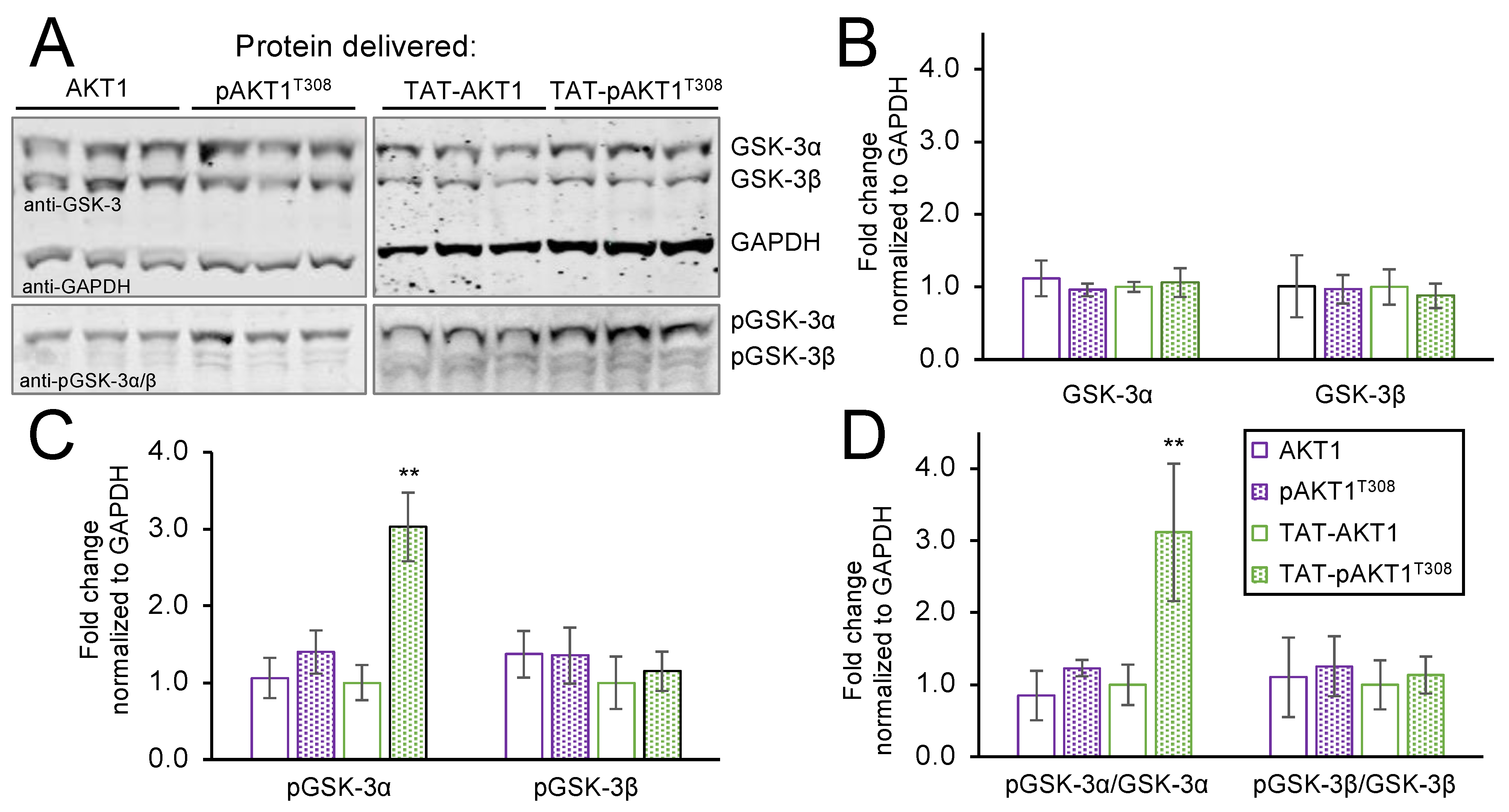Cells 11 03834 g004 Cells 11 03834 g004