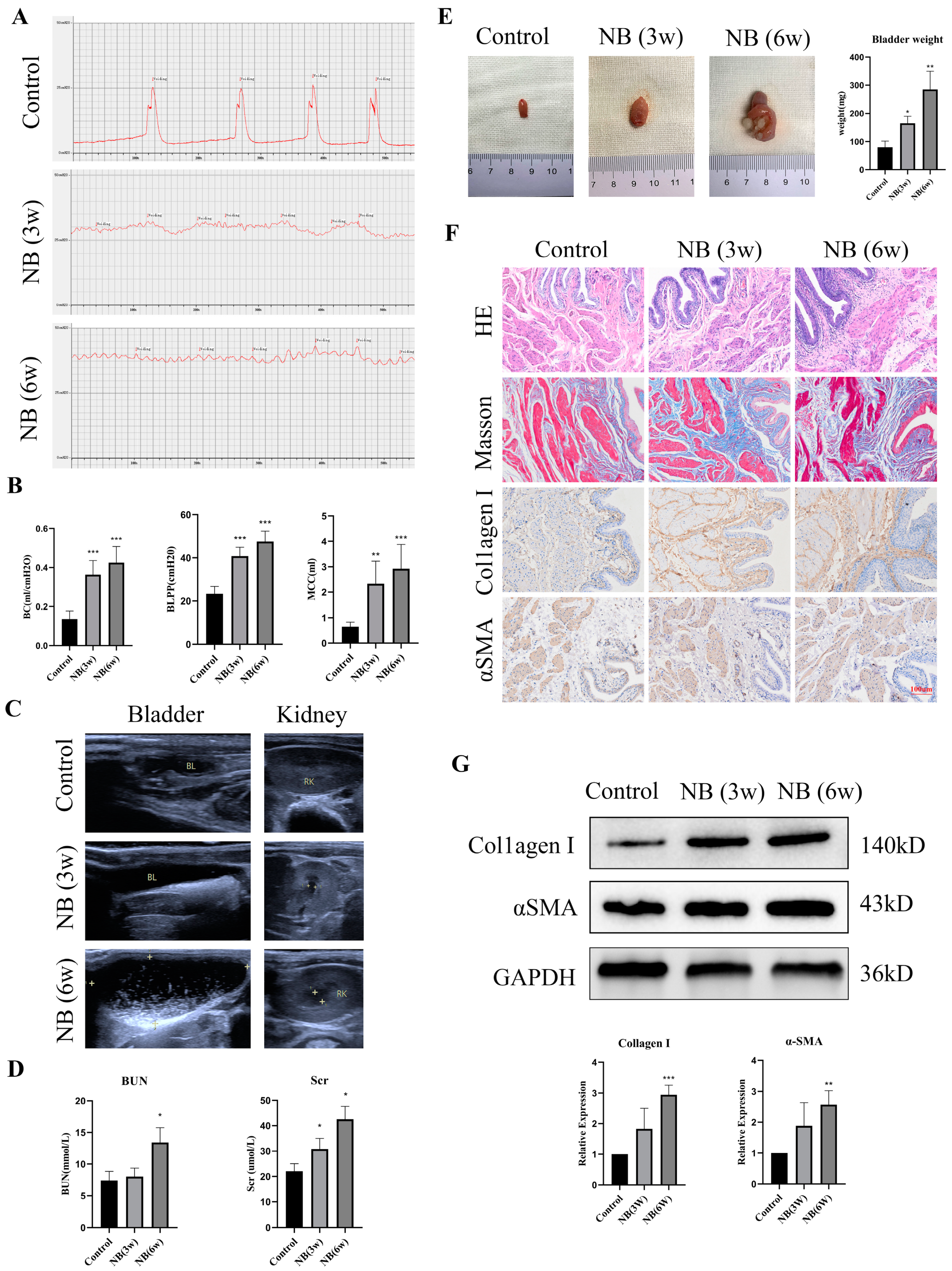 Cells 11 03836 g001 Cells 11 03836 g001