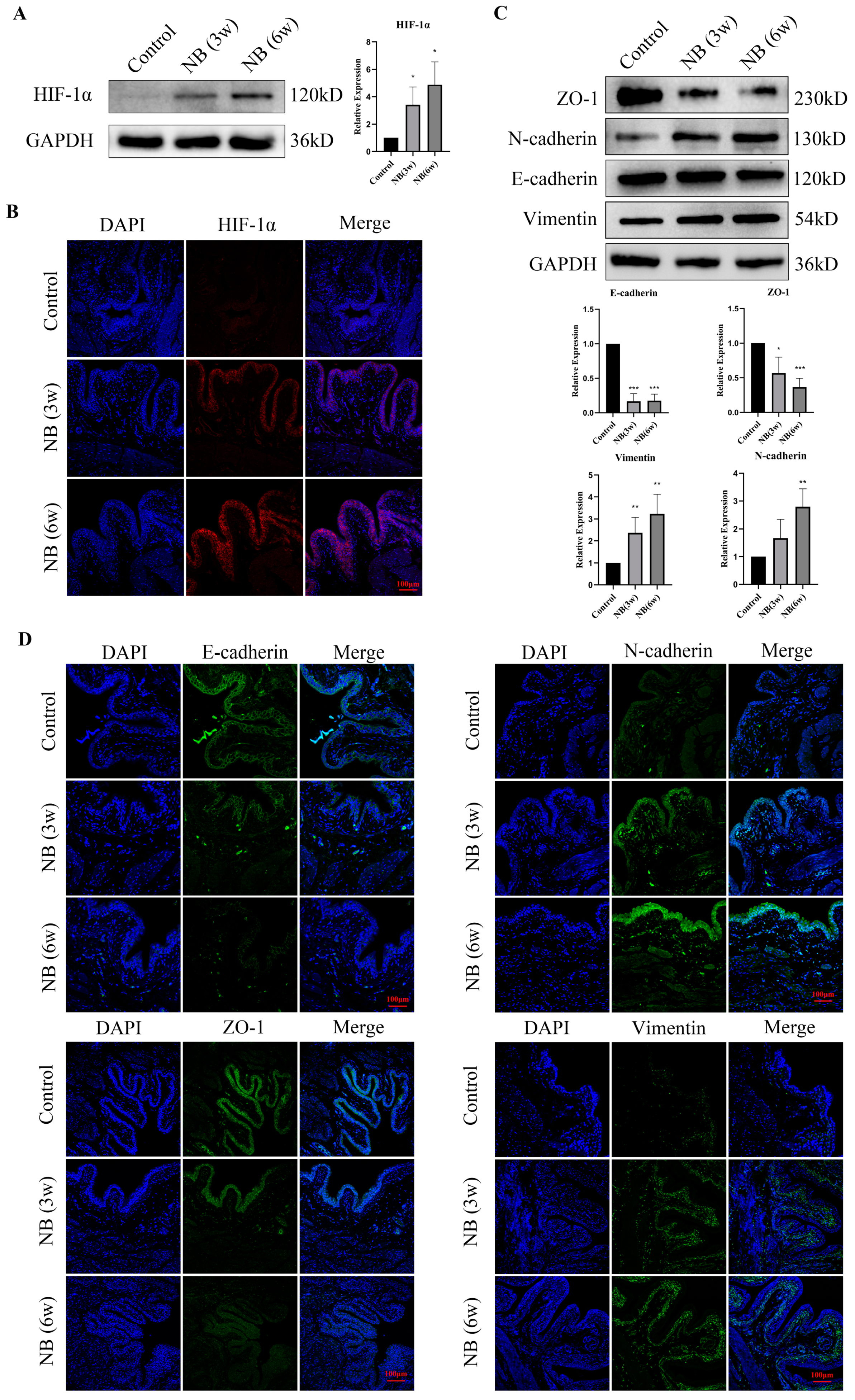 Cells 11 03836 g003 Cells 11 03836 g003
