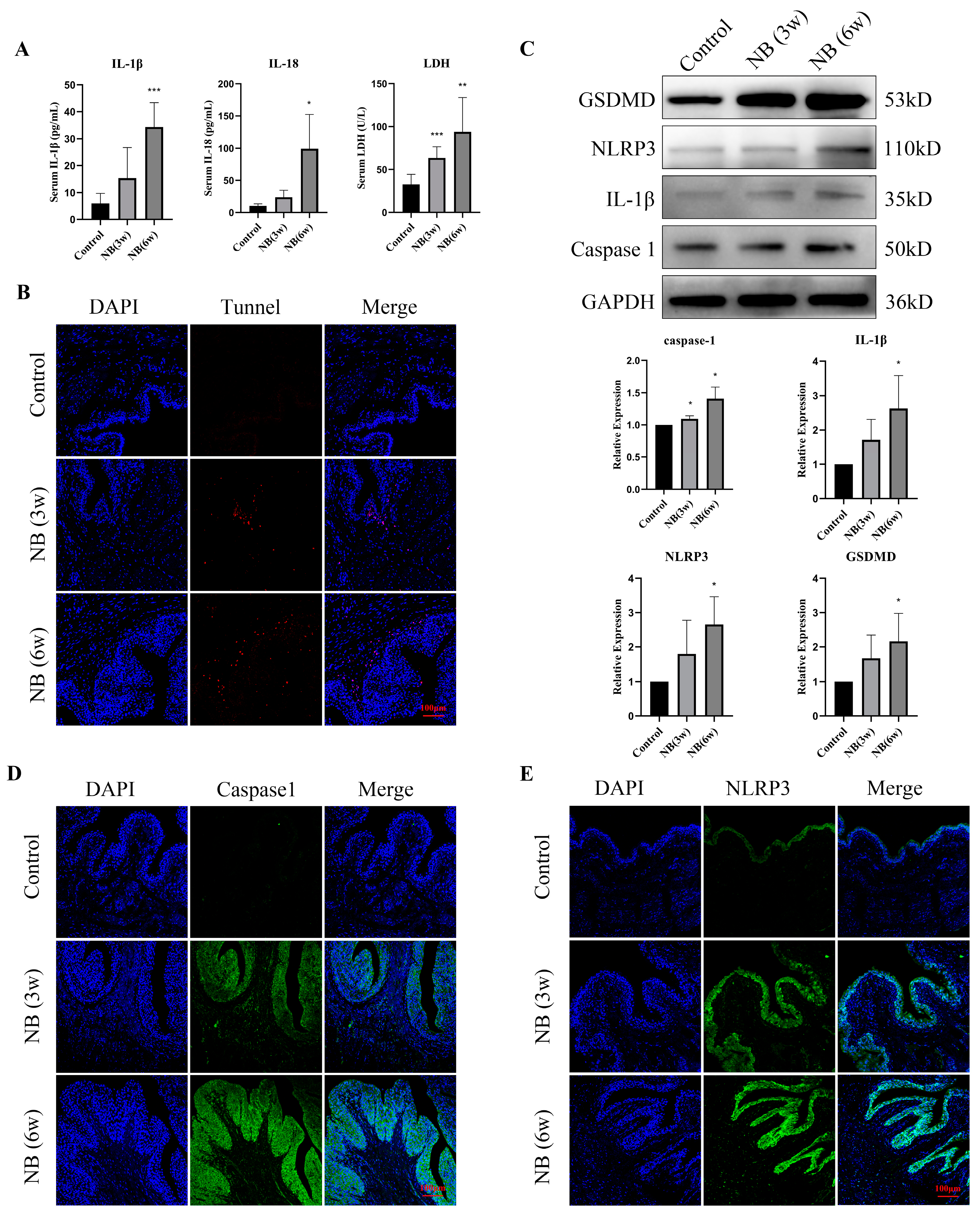 Cells 11 03836 g004 Cells 11 03836 g004