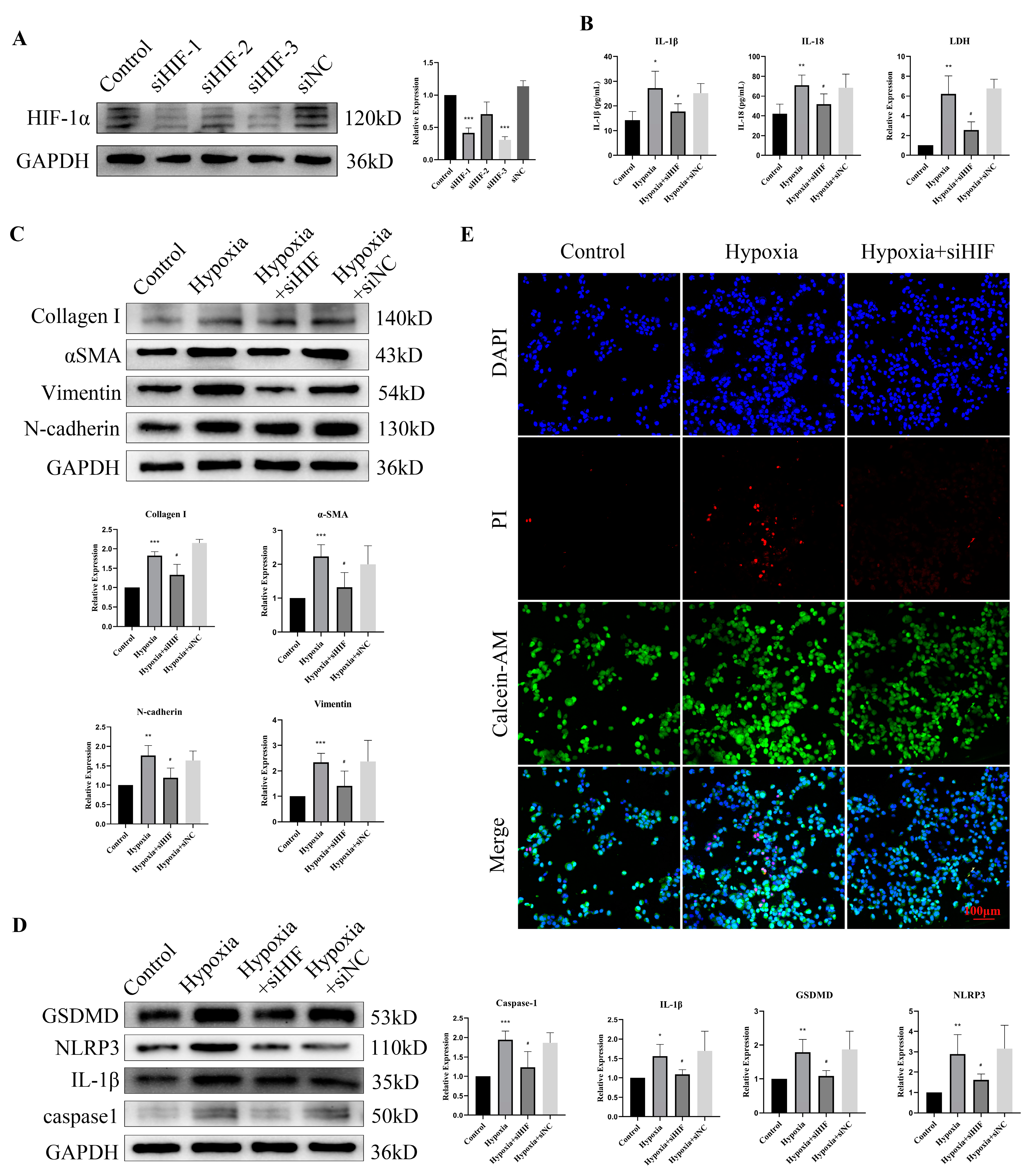 Cells 11 03836 g007 Cells 11 03836 g007