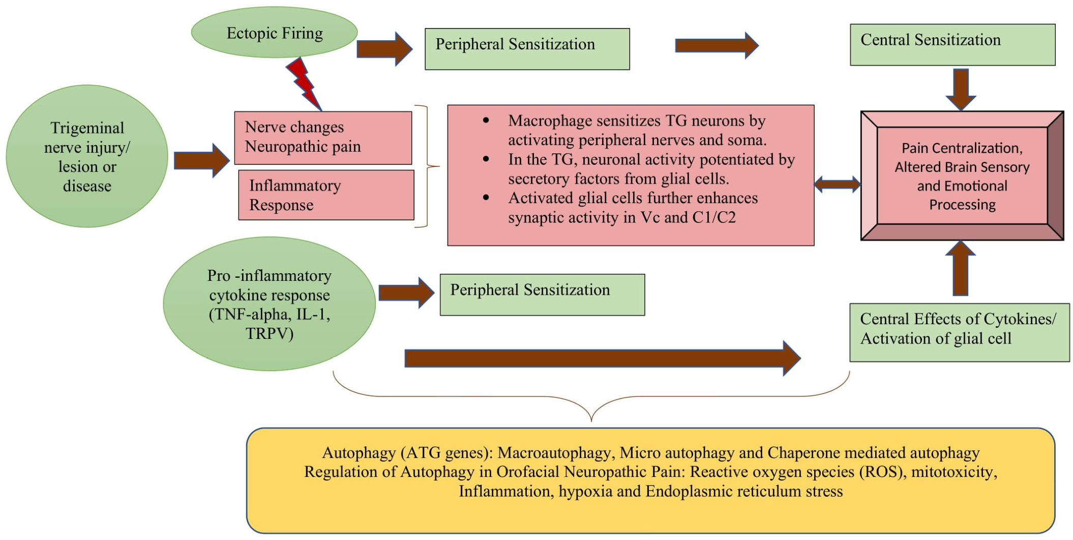Cells 11 03842 g002 Cells 11 03842 g002