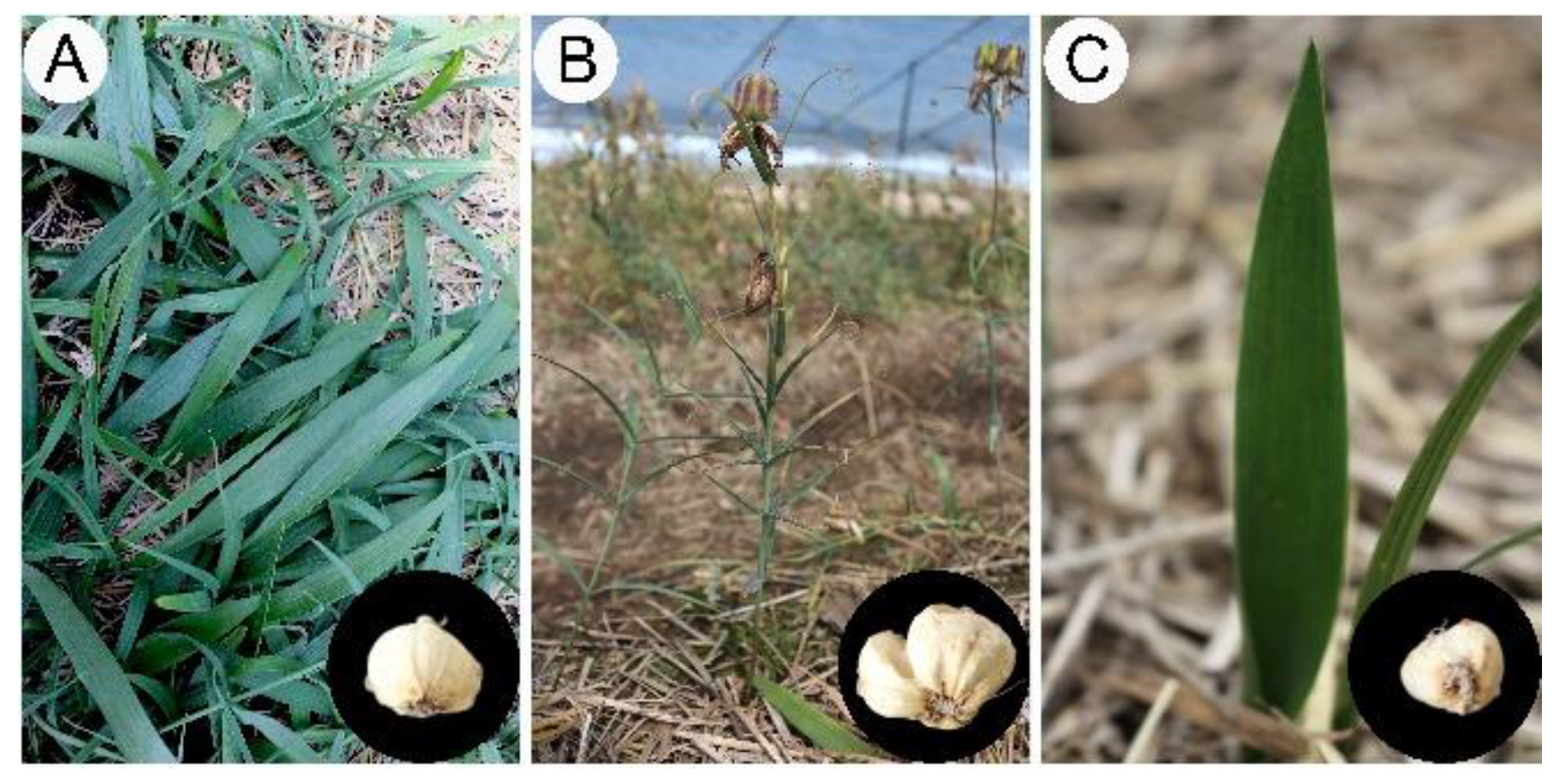 Cells 11 03844 g002 Cells 11 03844 g002