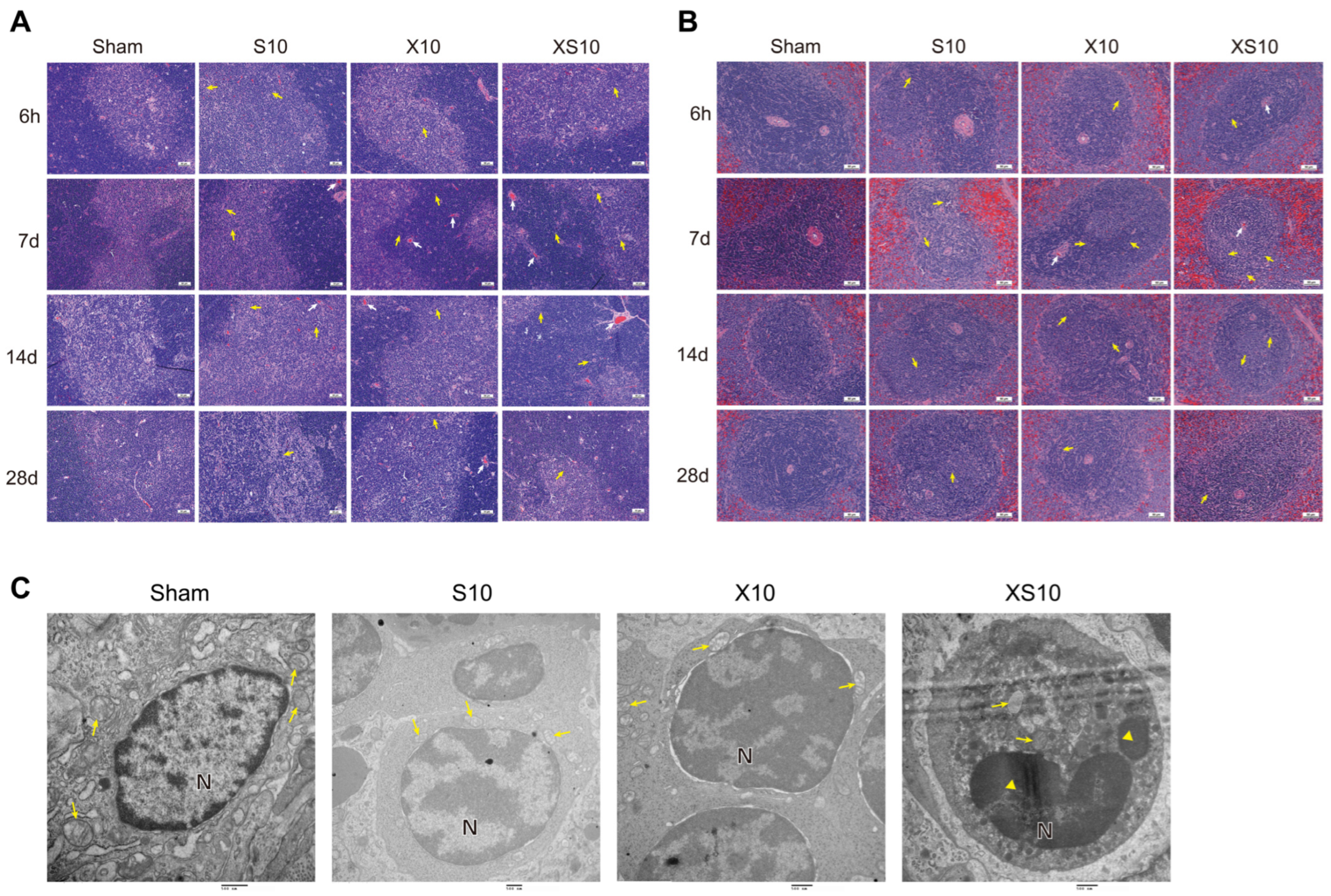 Cells 11 03849 g001 Cells 11 03849 g001