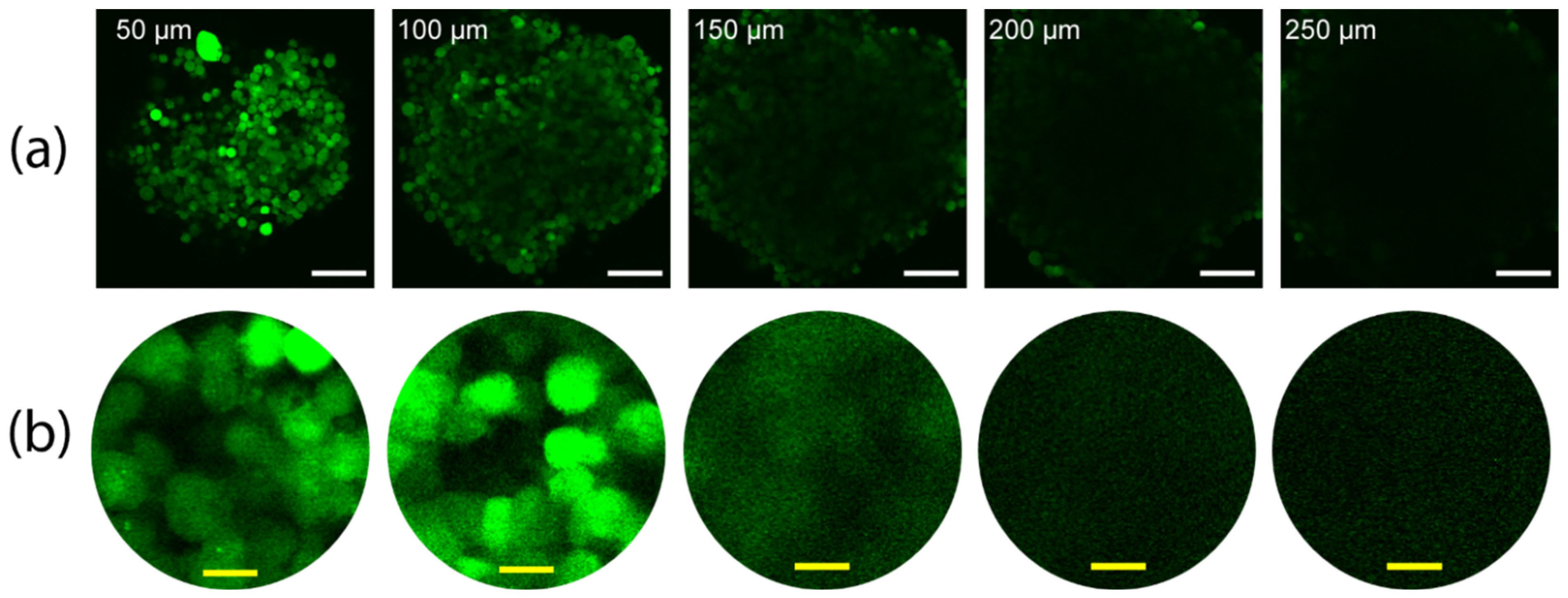 Cells 11 03854 g001 Cells 11 03854 g001