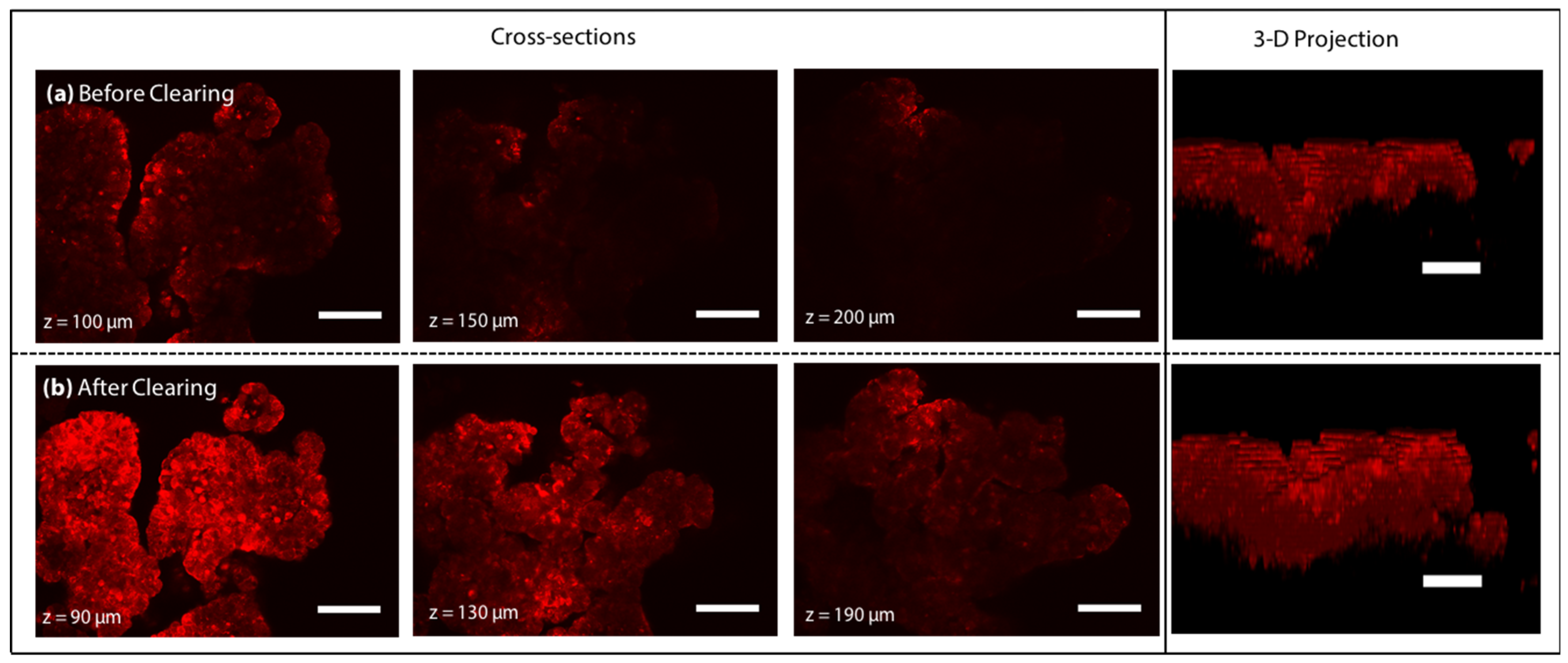 Cells 11 03854 g002 Cells 11 03854 g002