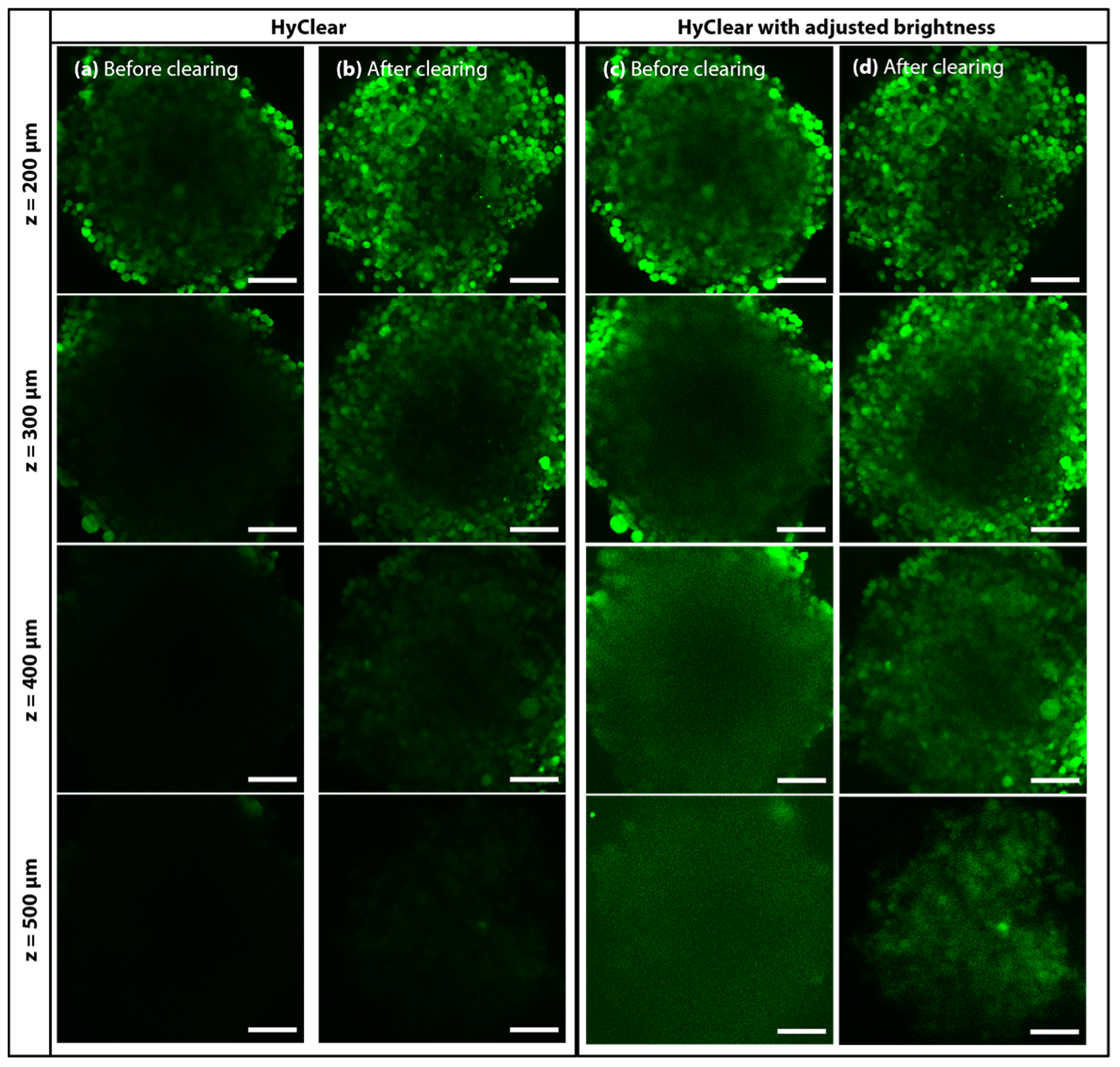 Cells 11 03854 g008 Cells 11 03854 g008