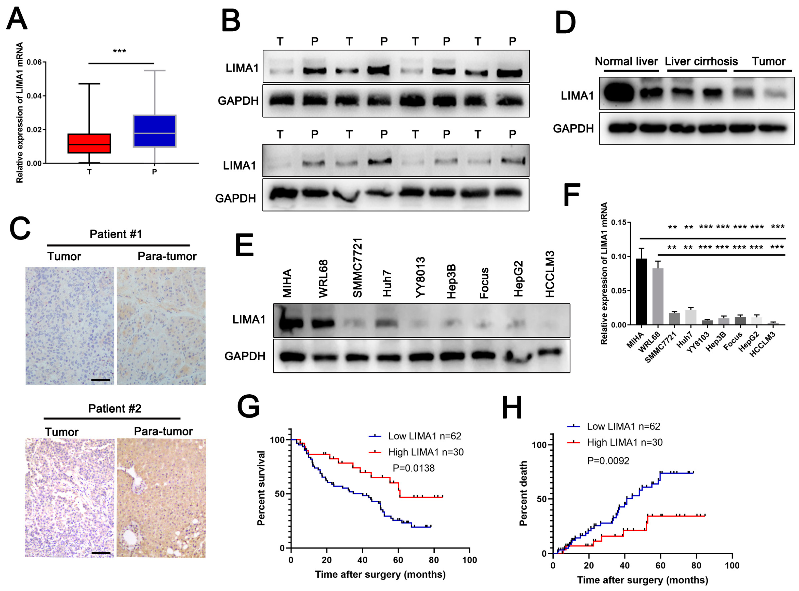 Cells 11 03857 g001 Cells 11 03857 g001