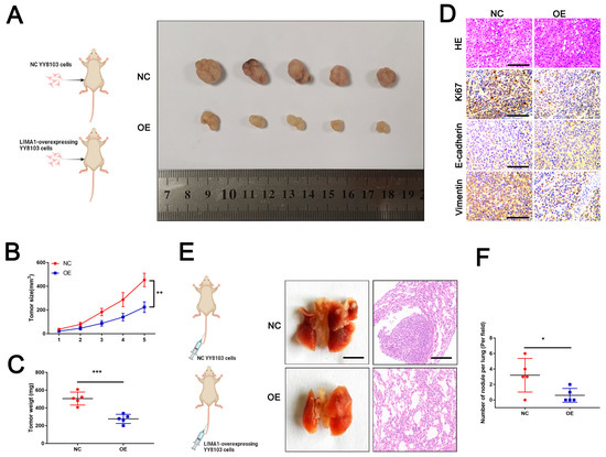 CAF-Released Exosomal miR-20a-5p Facilitates HCC Progression via the ...