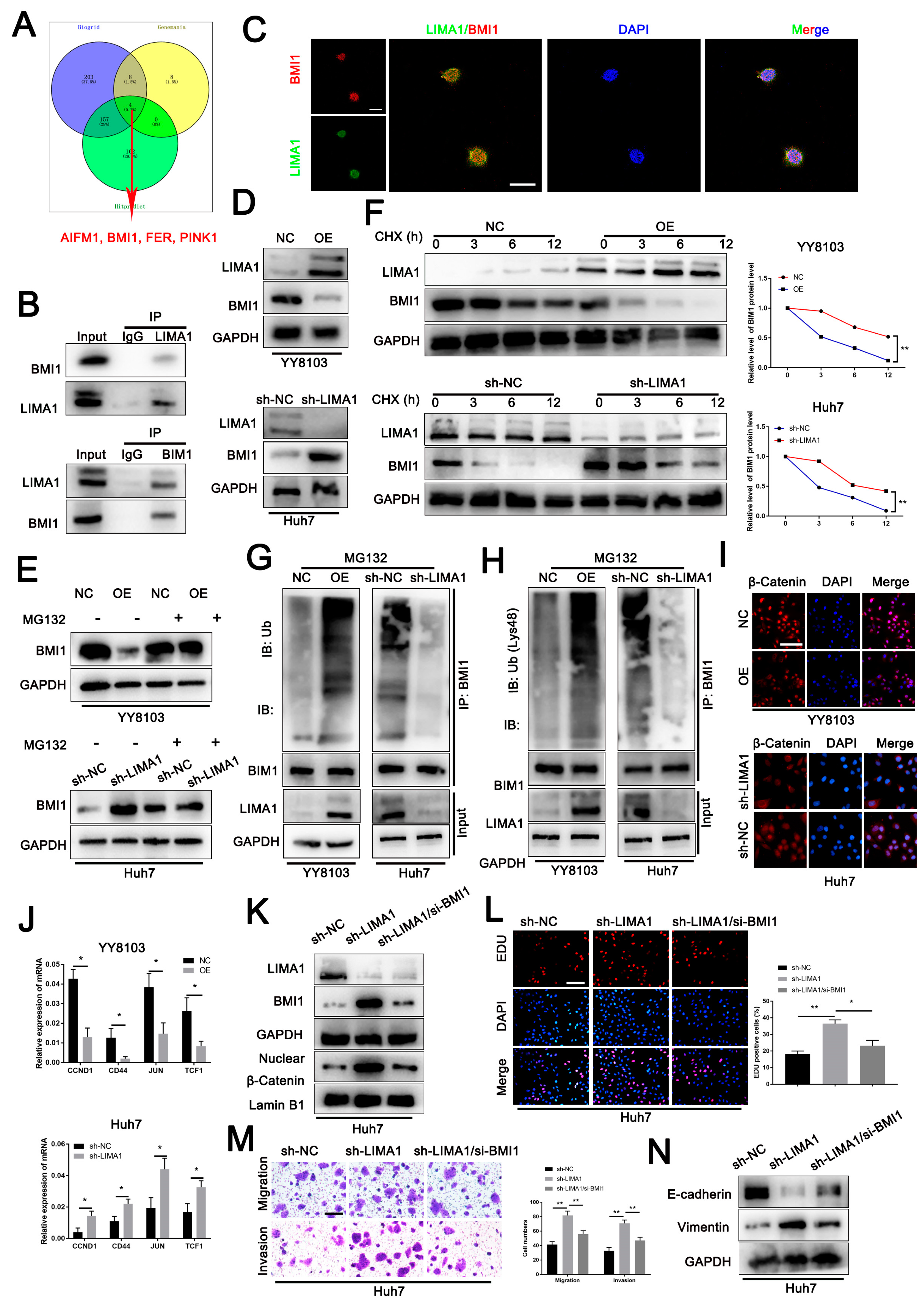 Cells 11 03857 g004 Cells 11 03857 g004