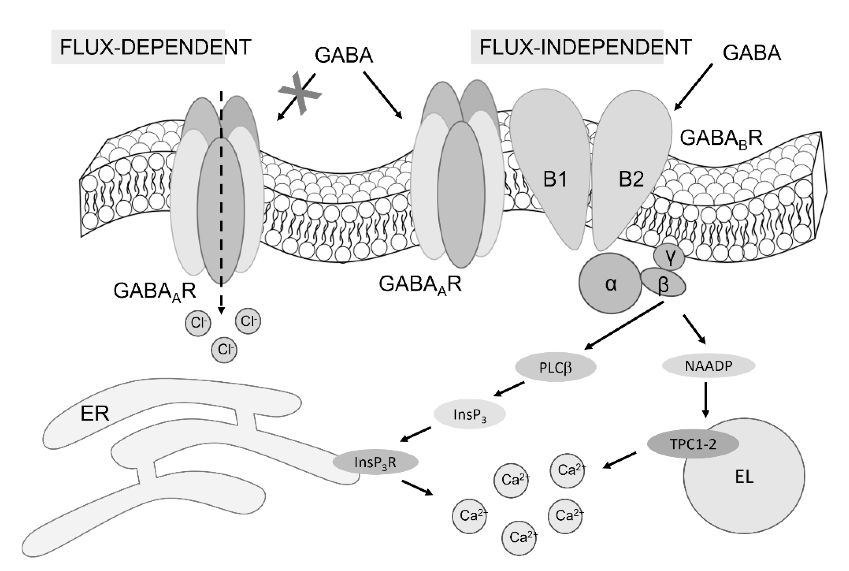 Cells 11 03860 g009 Cells 11 03860 g009
