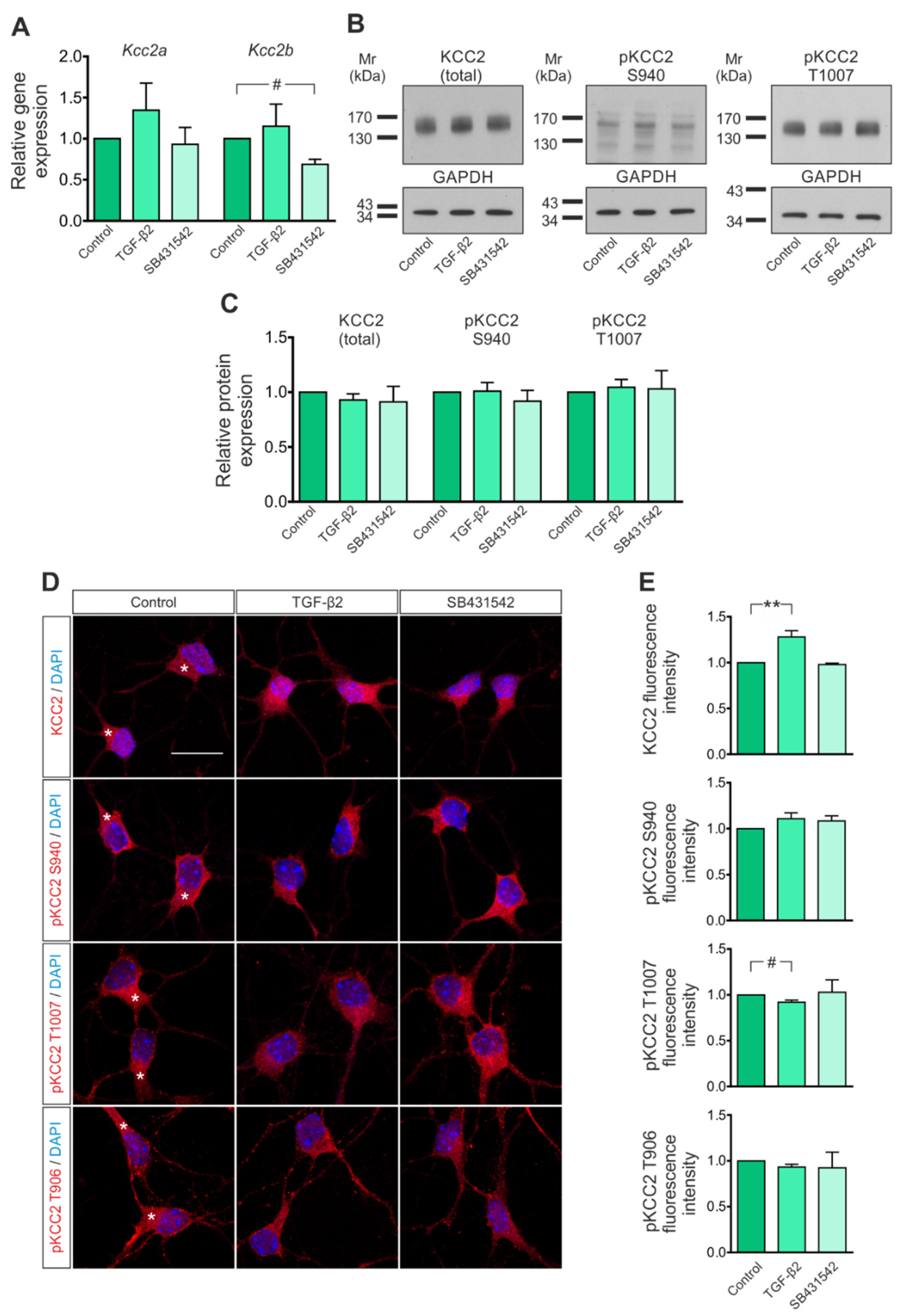 Cells 11 03861 g001 Cells 11 03861 g001