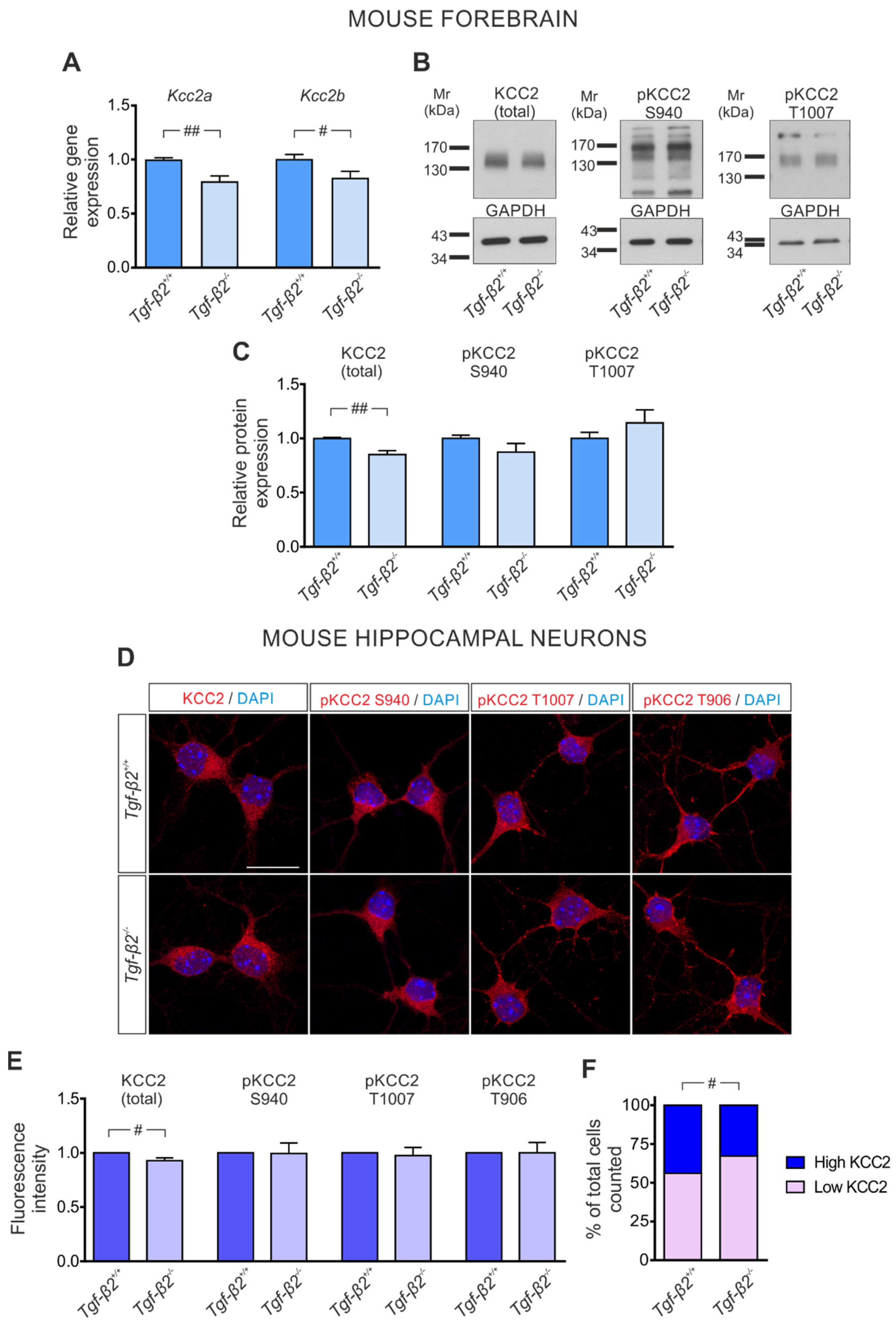 Cells 11 03861 g003 Cells 11 03861 g003
