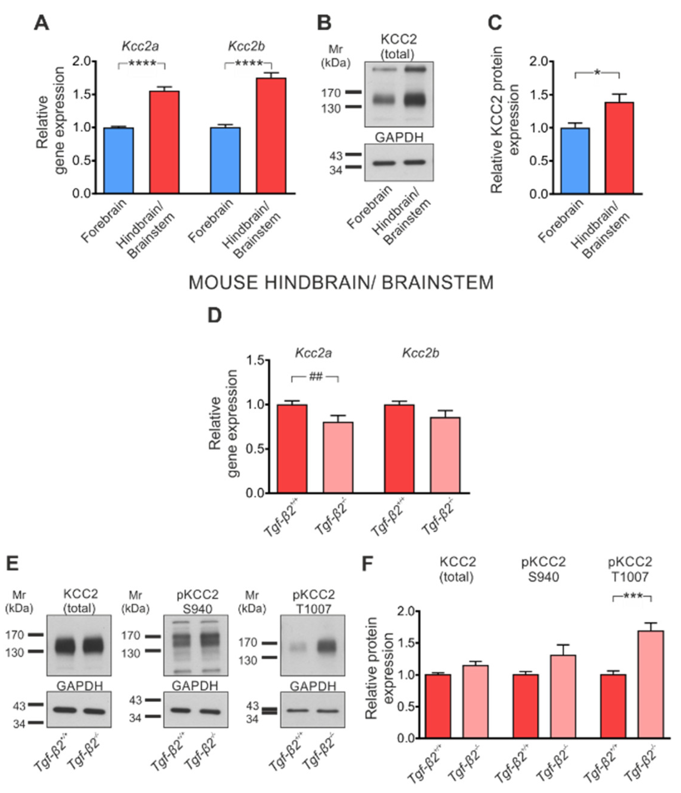 Cells 11 03861 g005 Cells 11 03861 g005