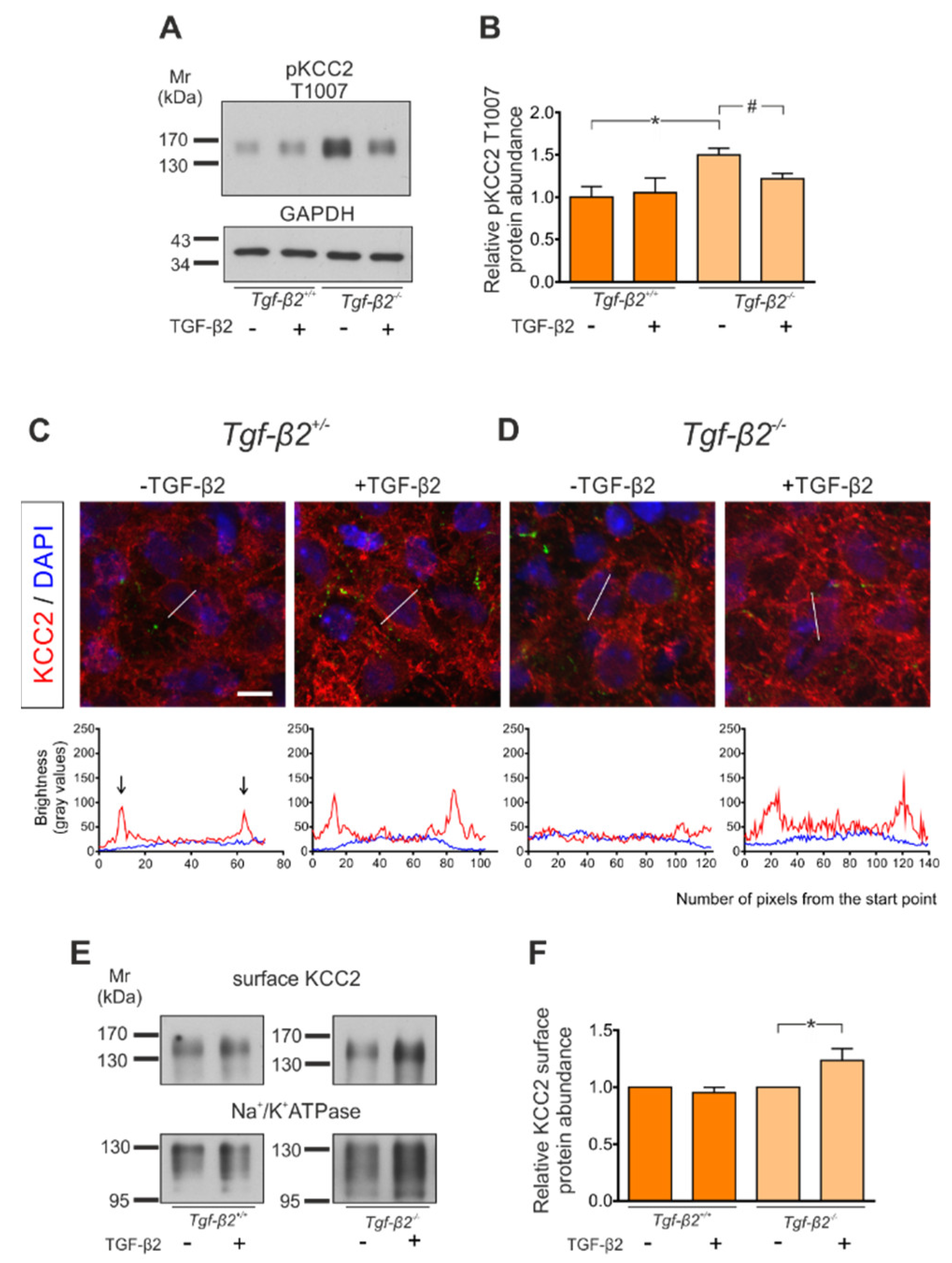 Cells 11 03861 g007 Cells 11 03861 g007