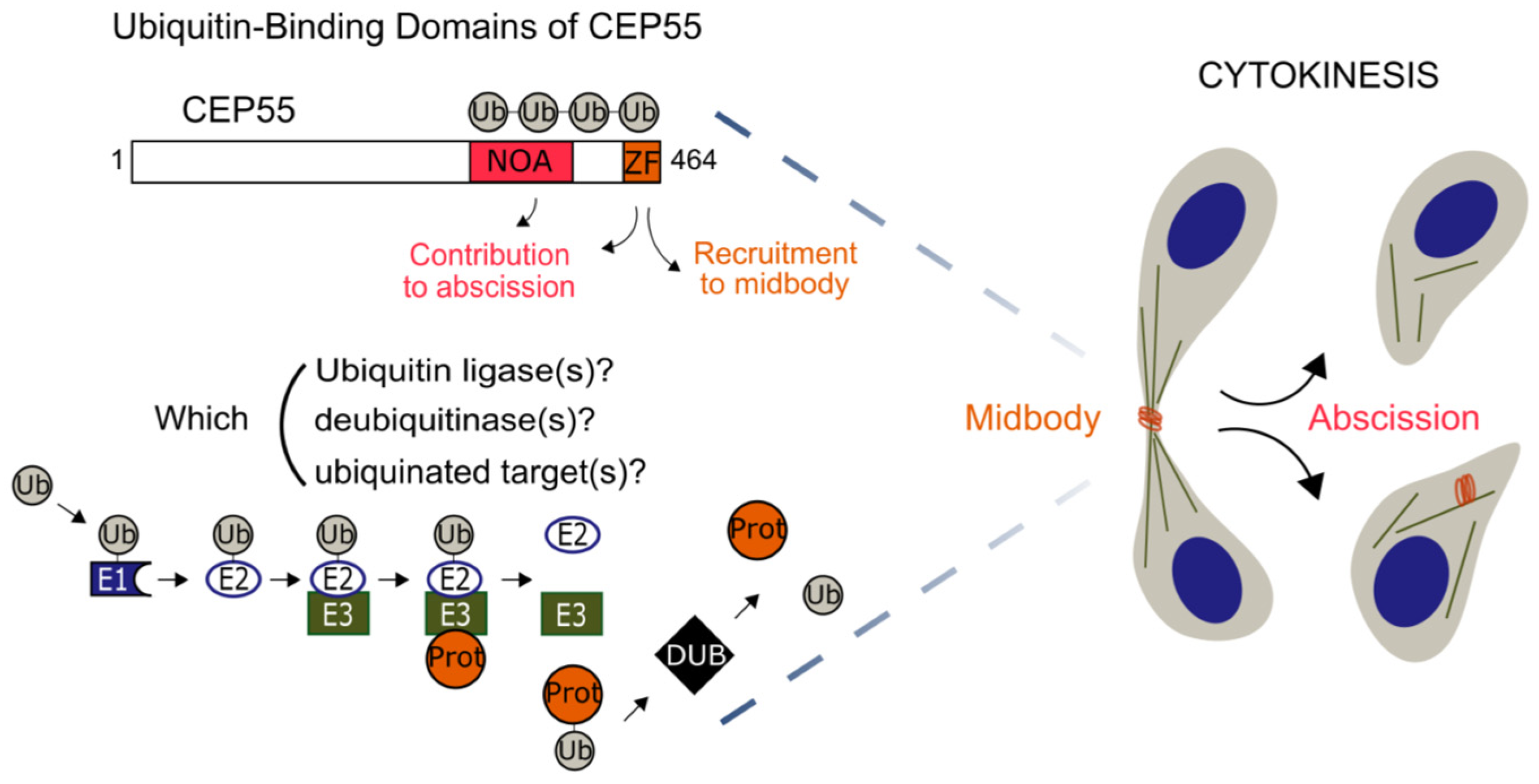 High-Content RNAi Phenotypic Screening Unveils the