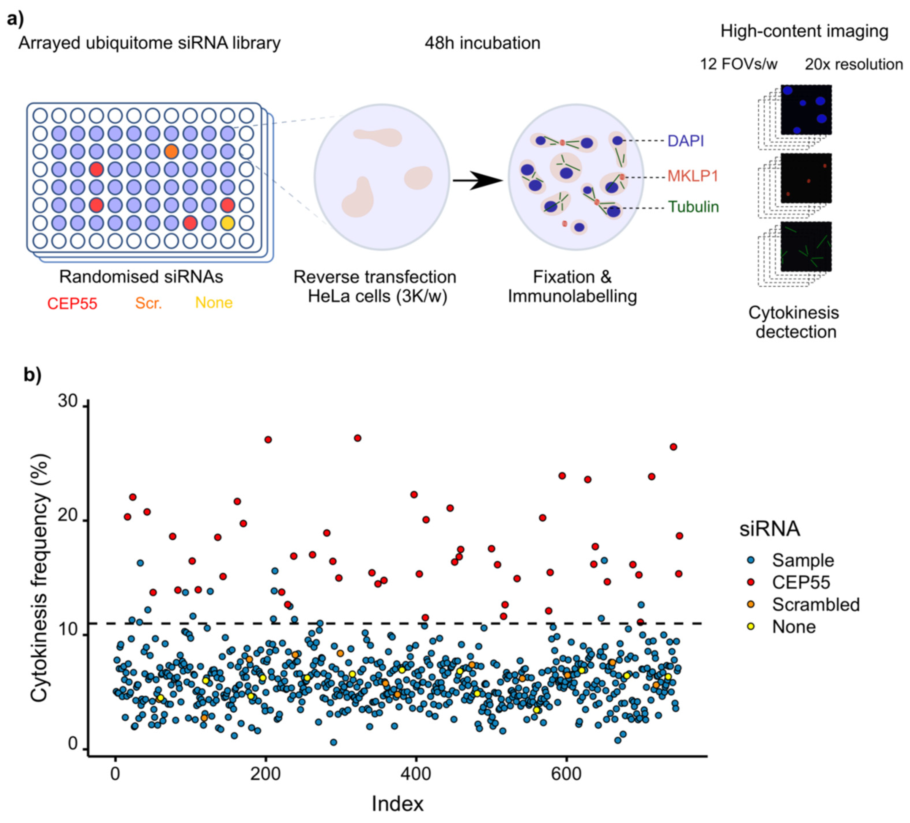 人気ブランドの Phenotypic RNAi High-Content Screening the Unveils ミュージック