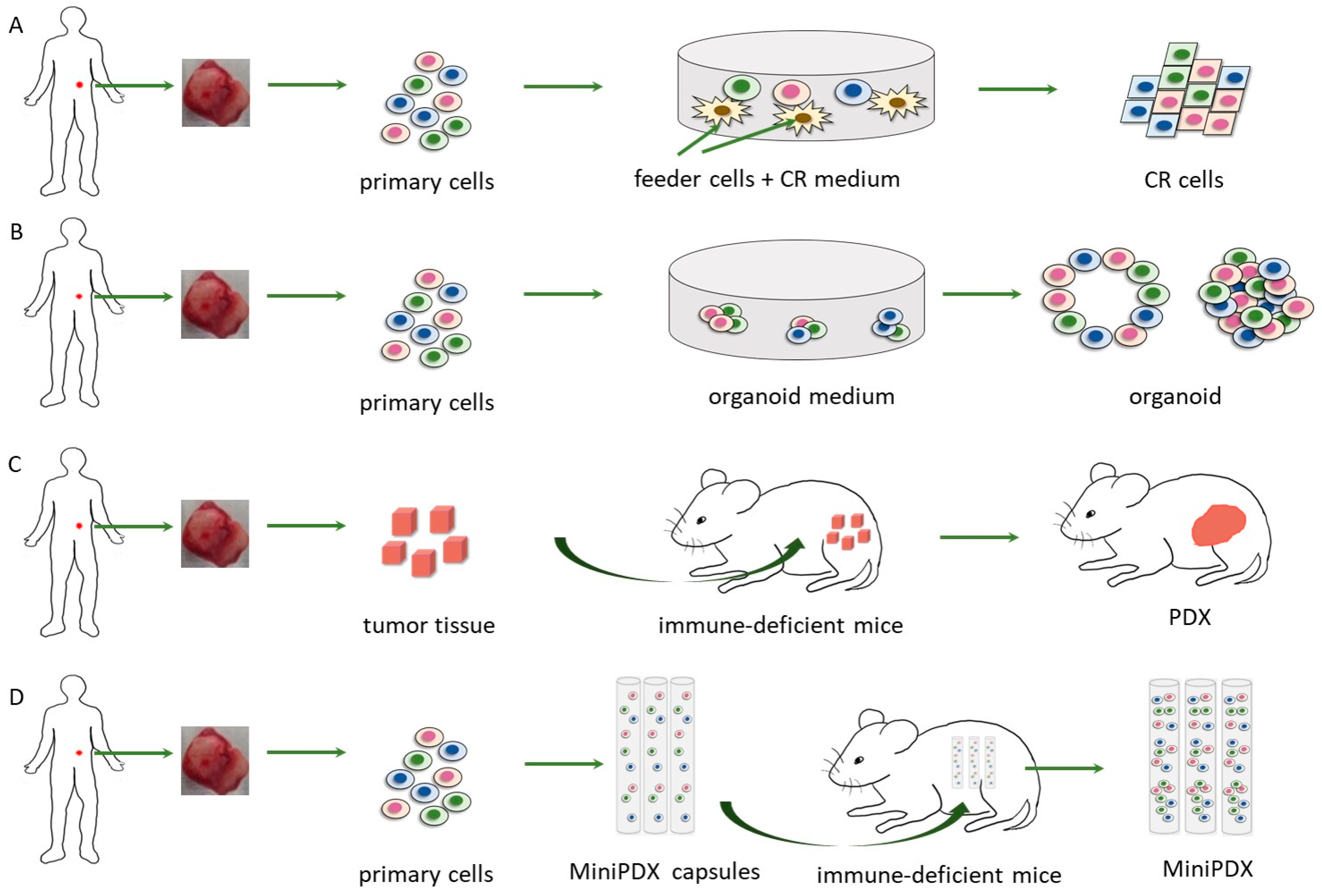 Cells 11 03868 g001 Cells 11 03868 g001