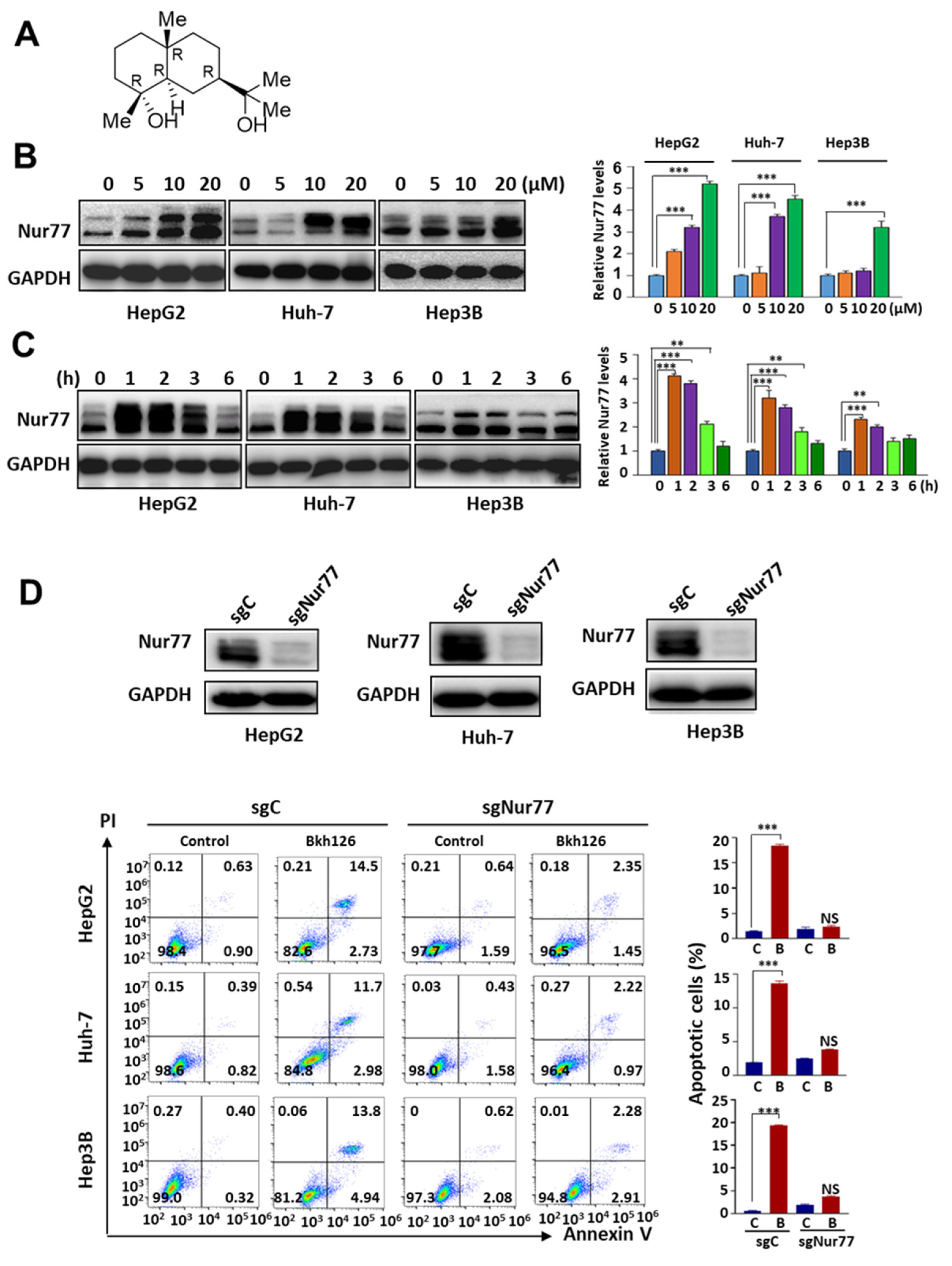 Cells | Free Full-Text | Orphan Nuclear Receptor Nur77 Mediates the Lethal  Endoplasmic Reticulum Stress and Therapeutic Efficacy of Cryptomeridiol in  Hepatocellular Carcinoma
