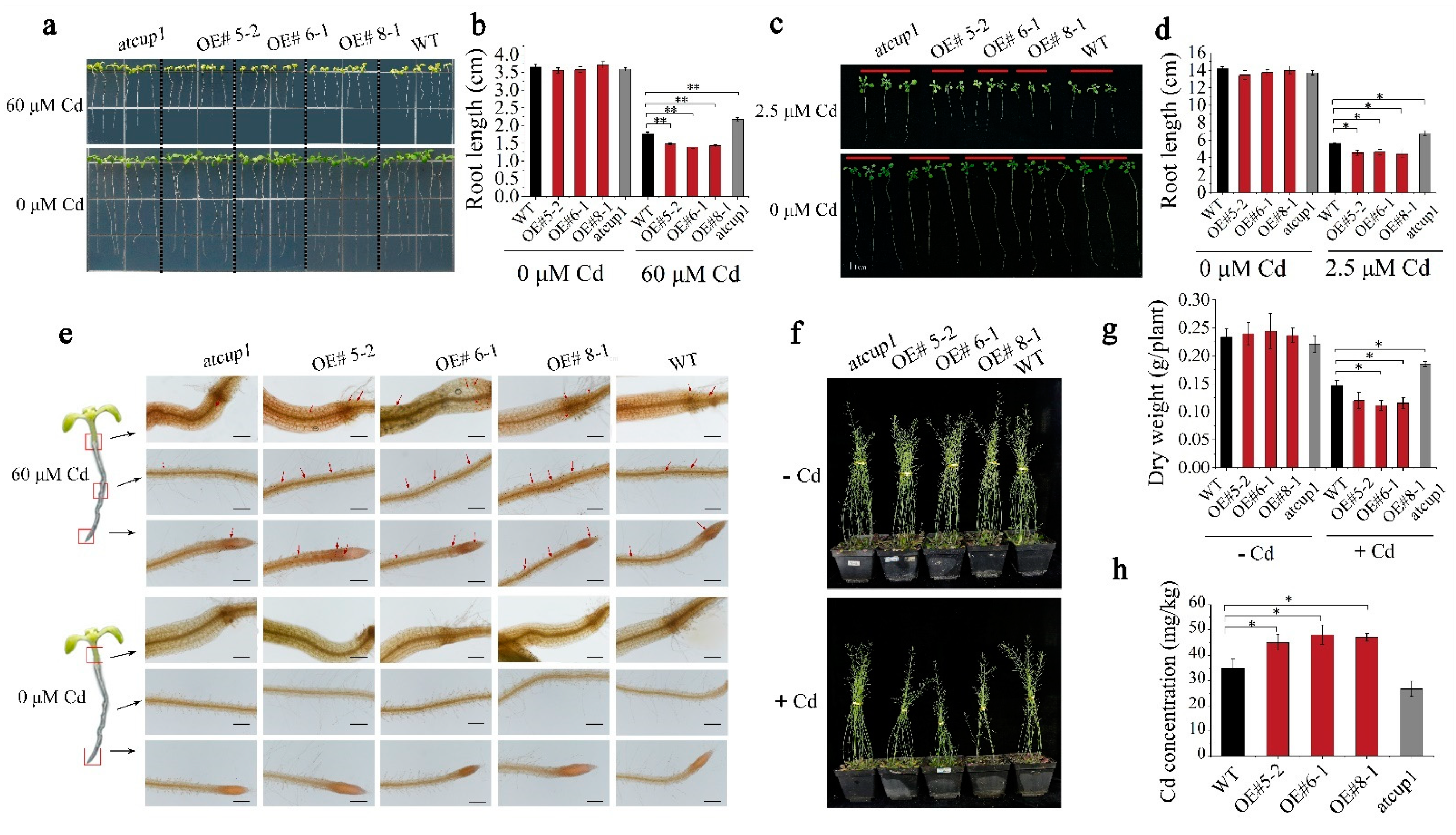 Cells 11 03888 g003 Cells 11 03888 g003