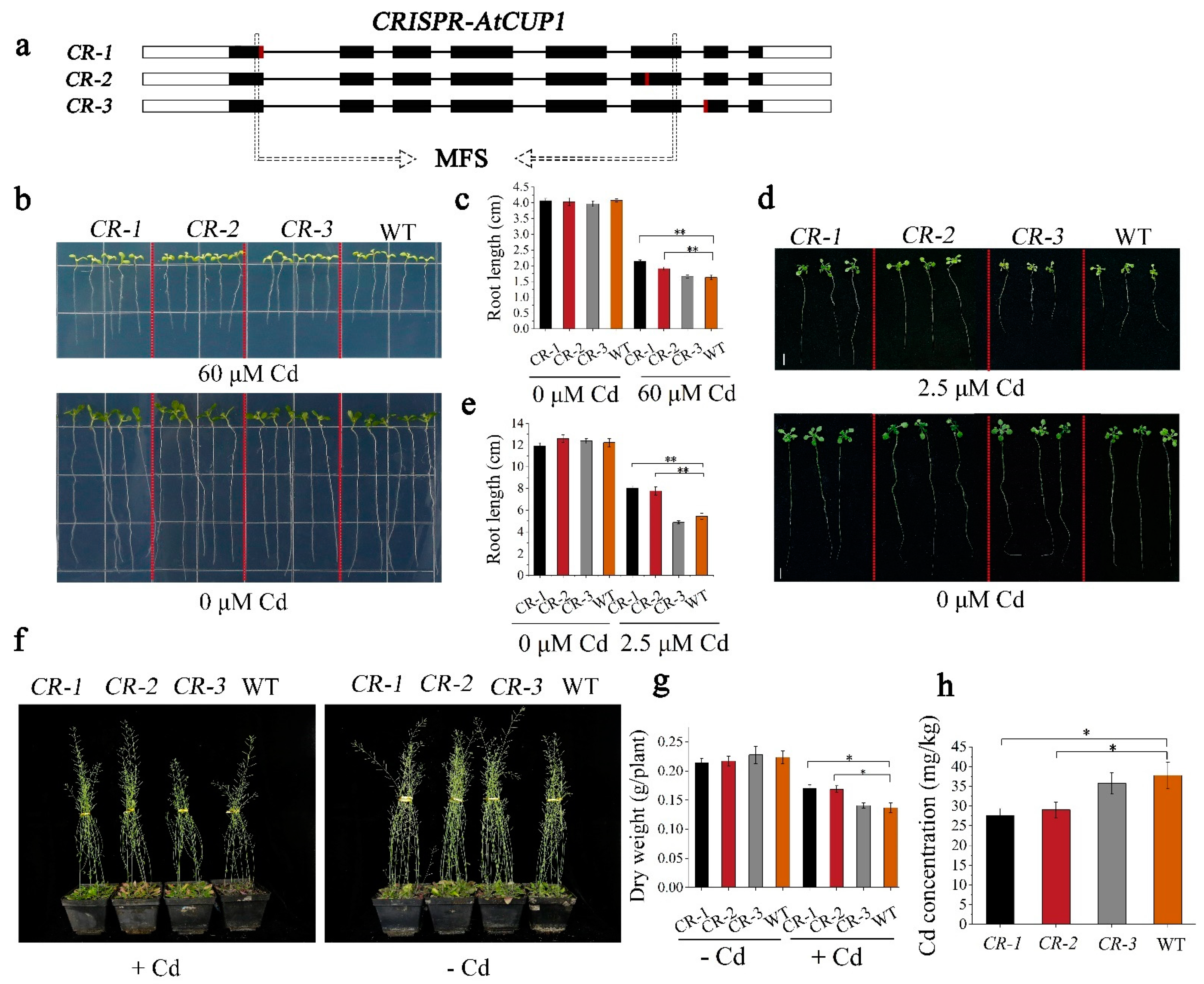 Cells 11 03888 g004 Cells 11 03888 g004