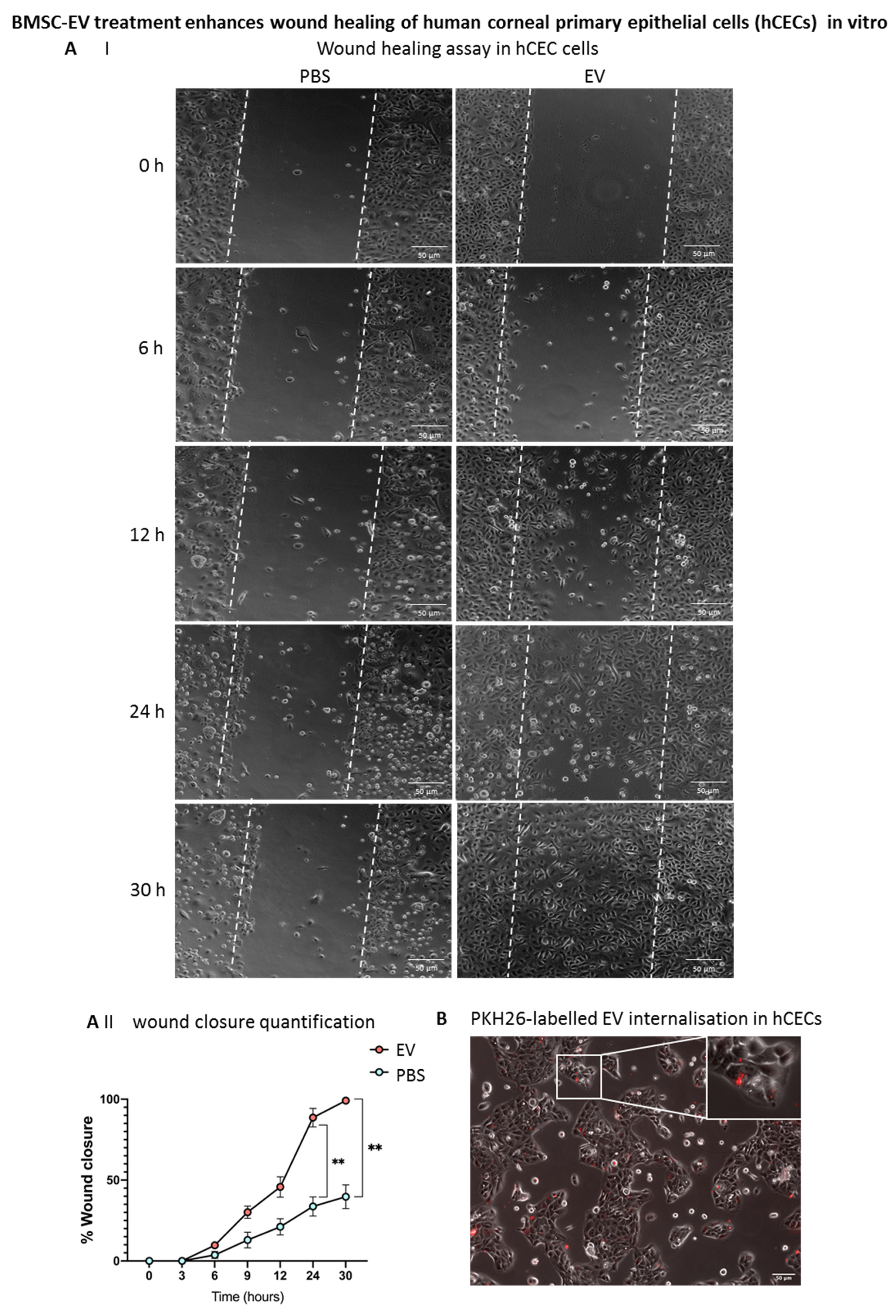 Cells 11 03892 g008a