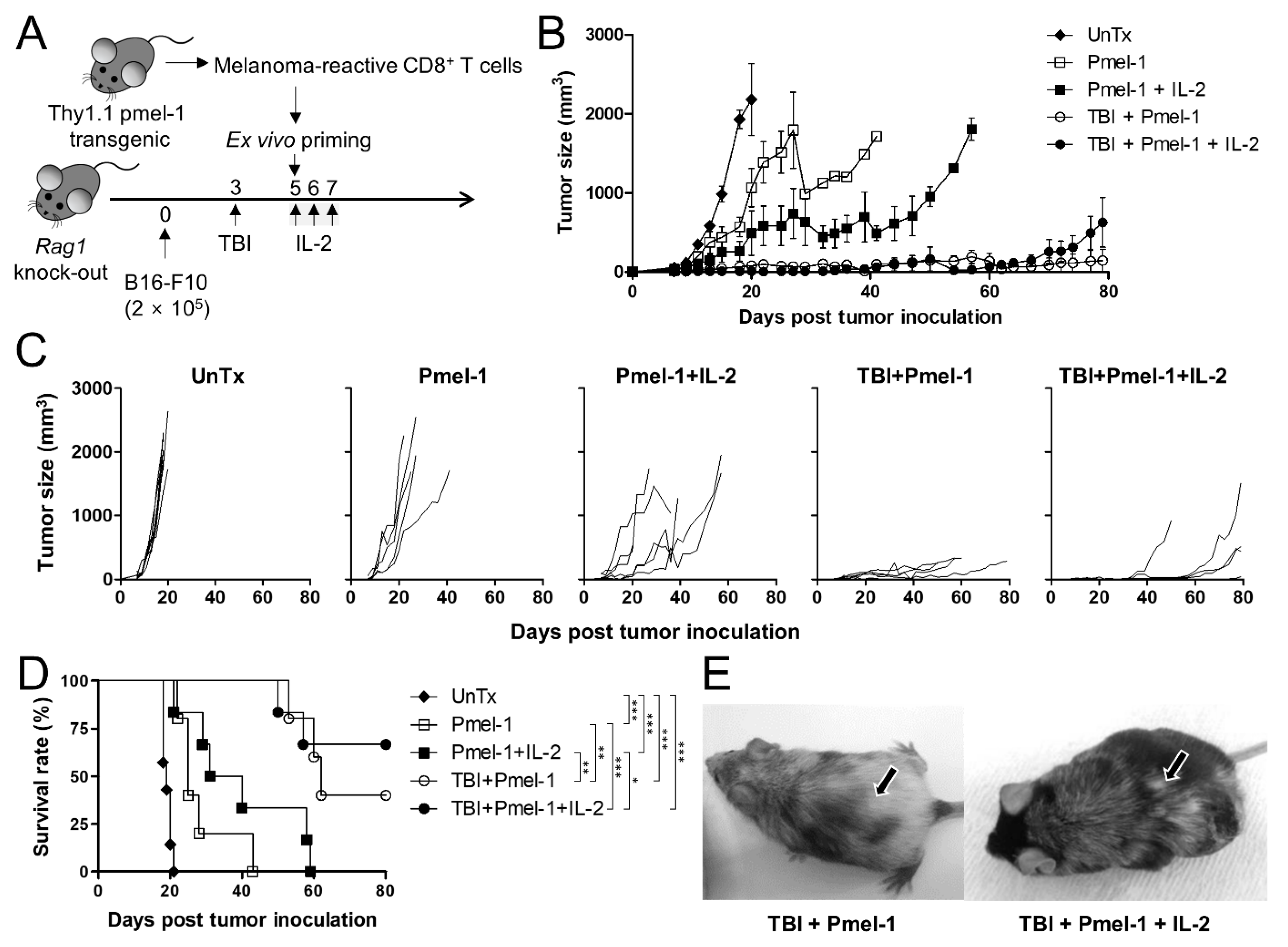 Cells 11 03894 g001 Cells 11 03894 g001