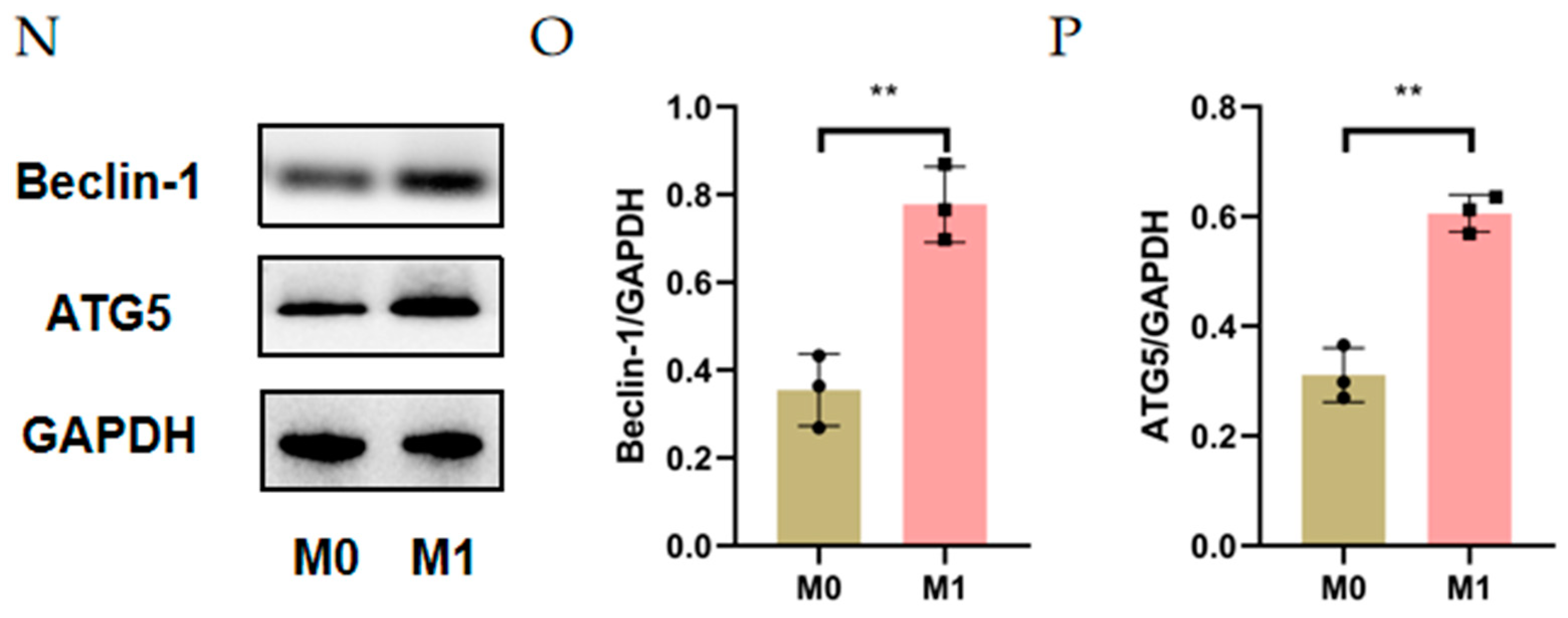 Cells 11 03895 g002b