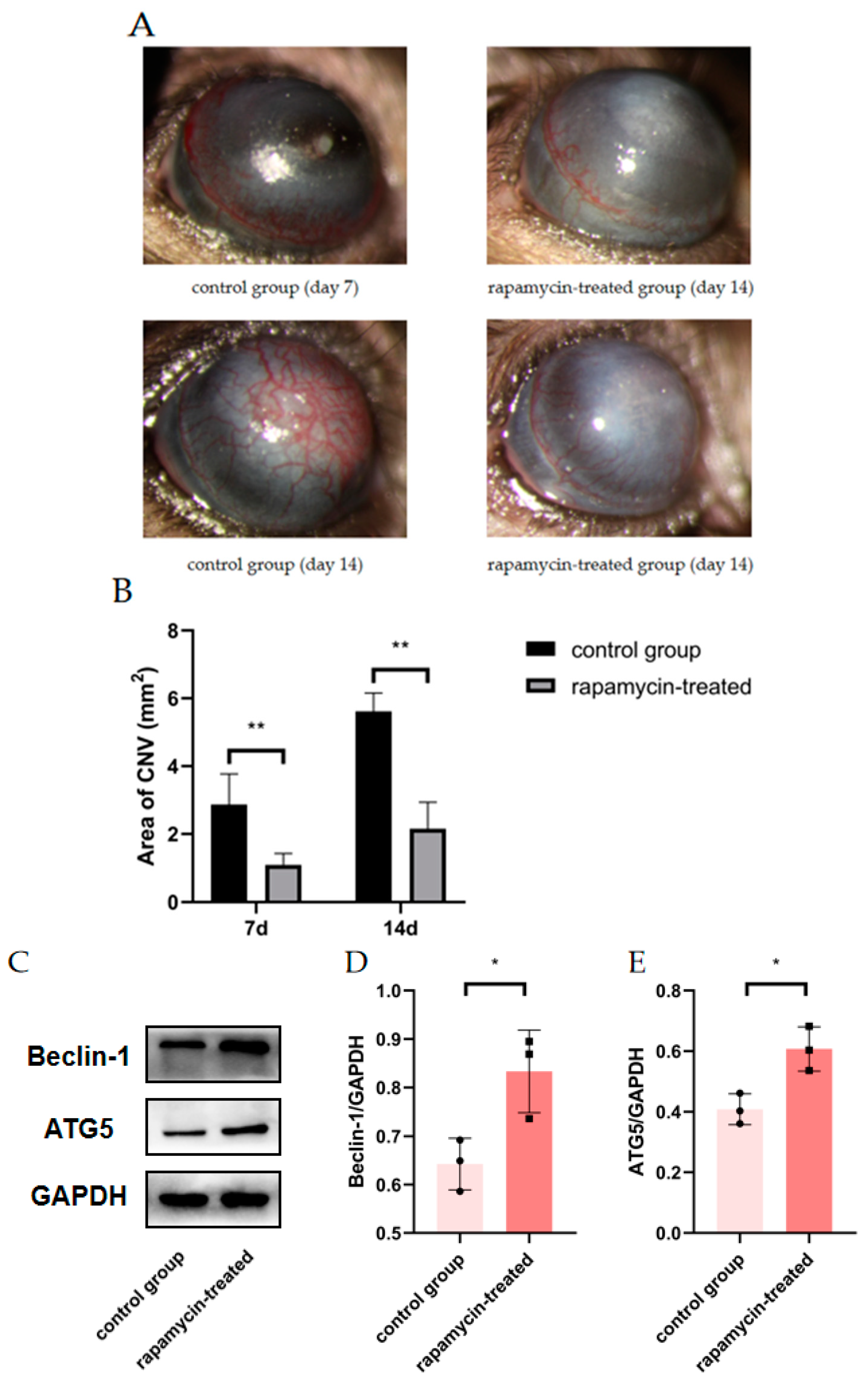 Cells 11 03895 g005a