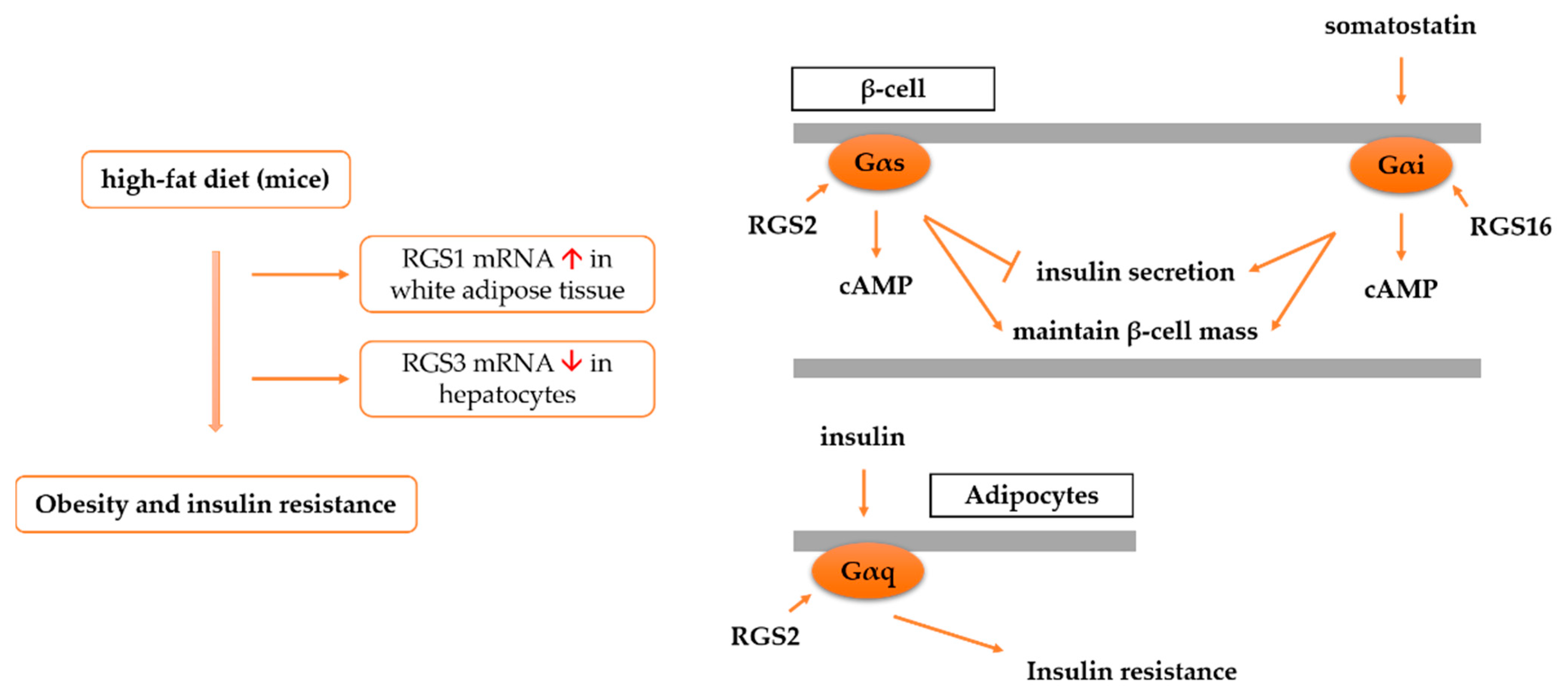 Cells 11 03897 g004 Cells 11 03897 g004