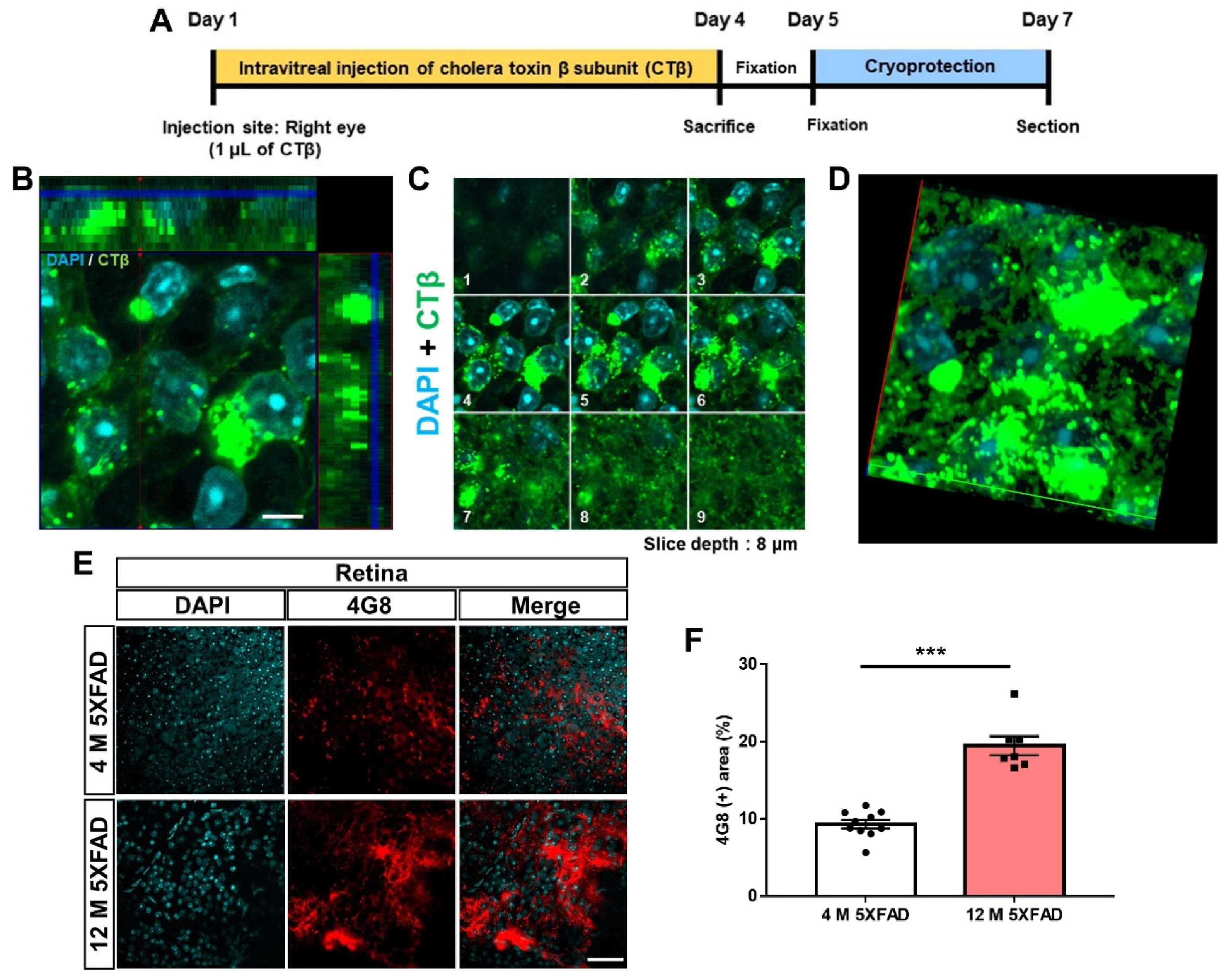 Cells 11 03901 g001 Cells 11 03901 g001