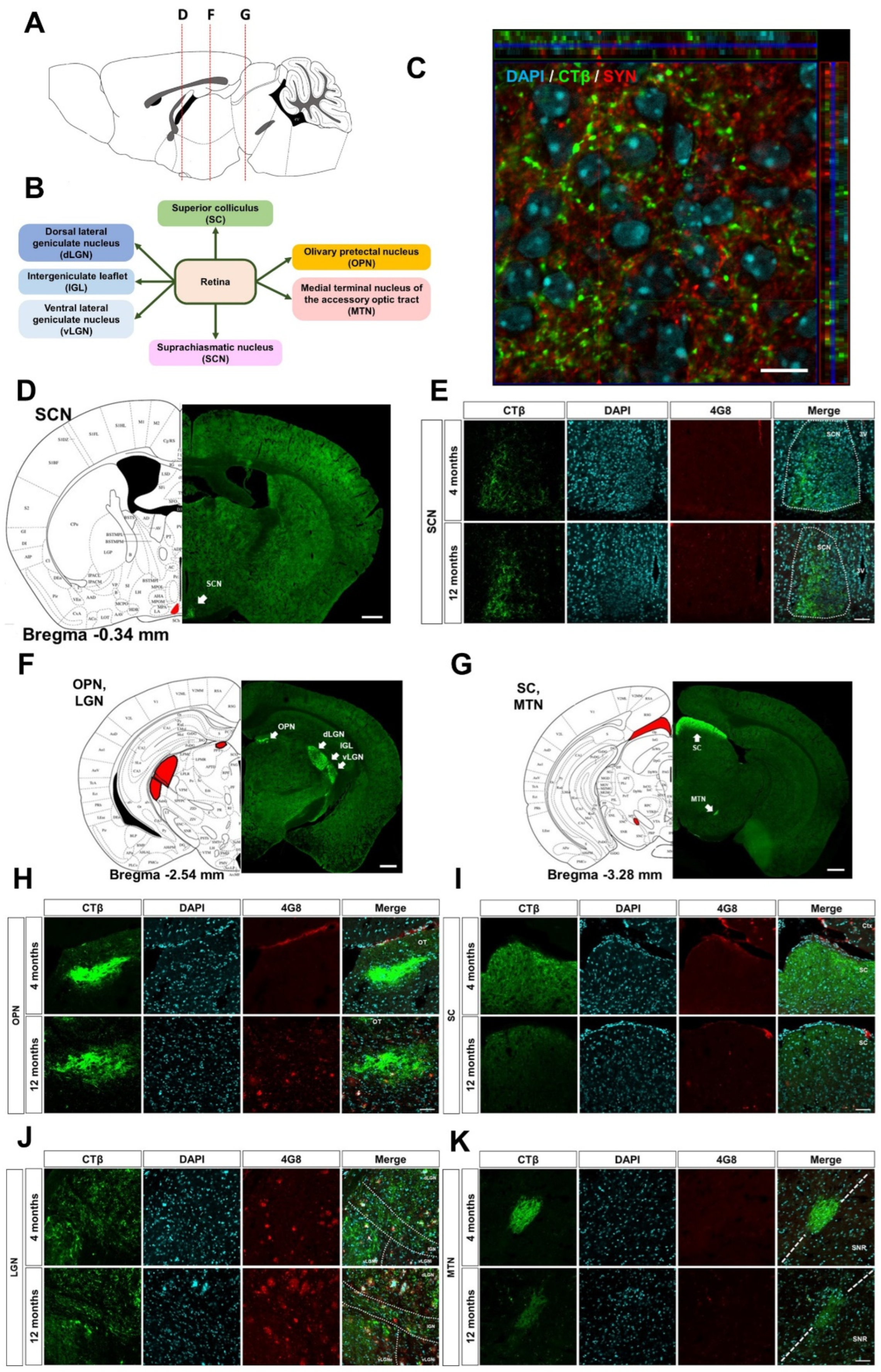 Cells 11 03901 g002 Cells 11 03901 g002